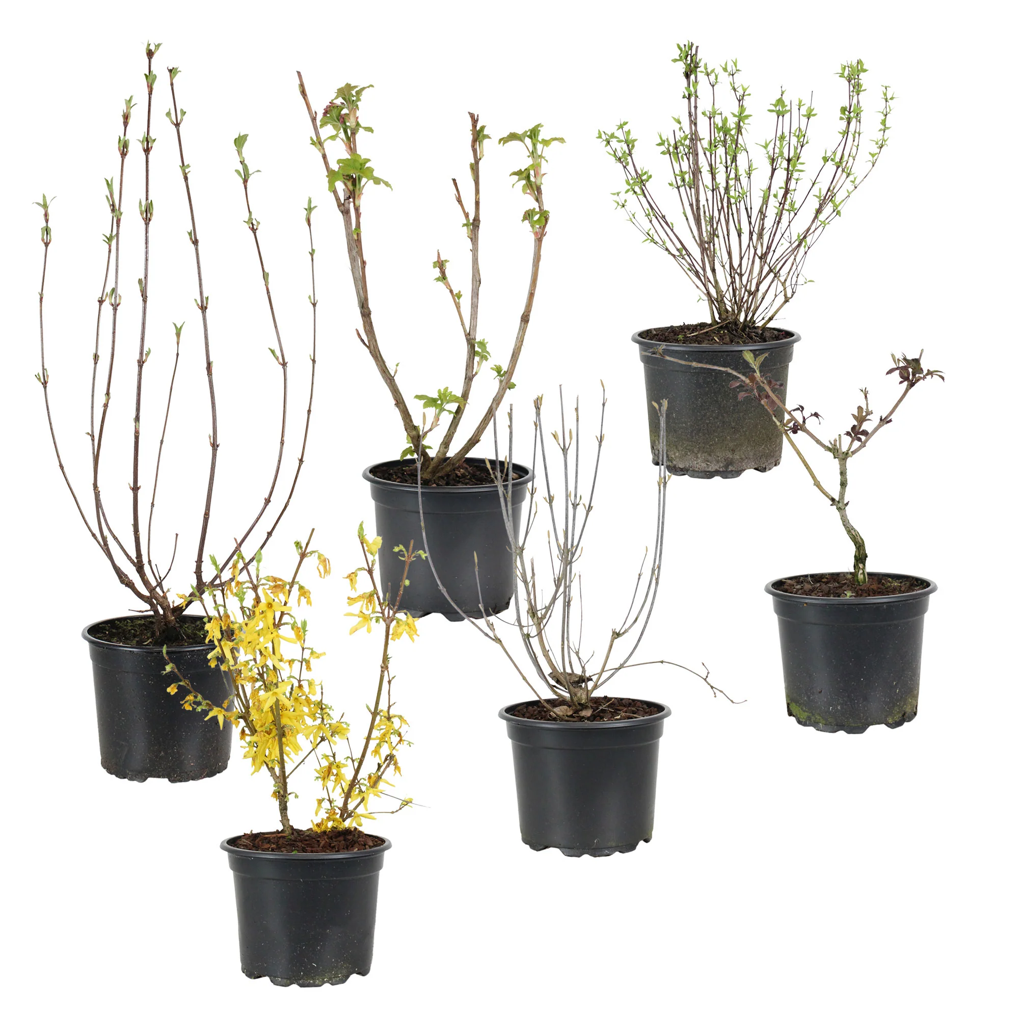 6x Haie quatre saisons Mélange Rustique - Image 2