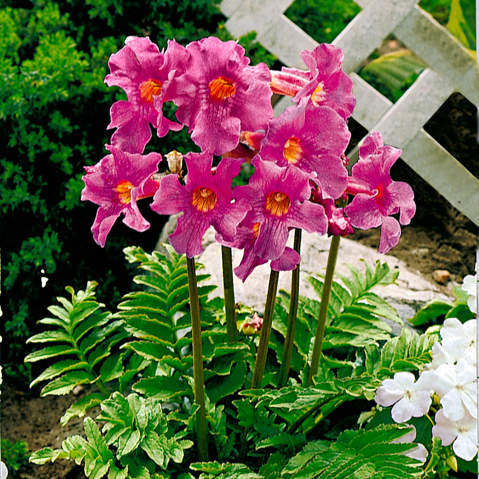 6x Incarvillea Incarvillea delavayi rose - Image 2