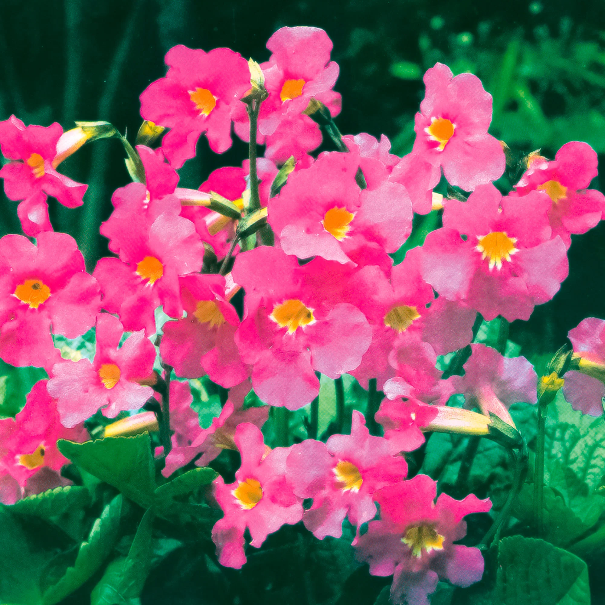 6x Incarvillea Incarvillea delavayi rose - Image 3