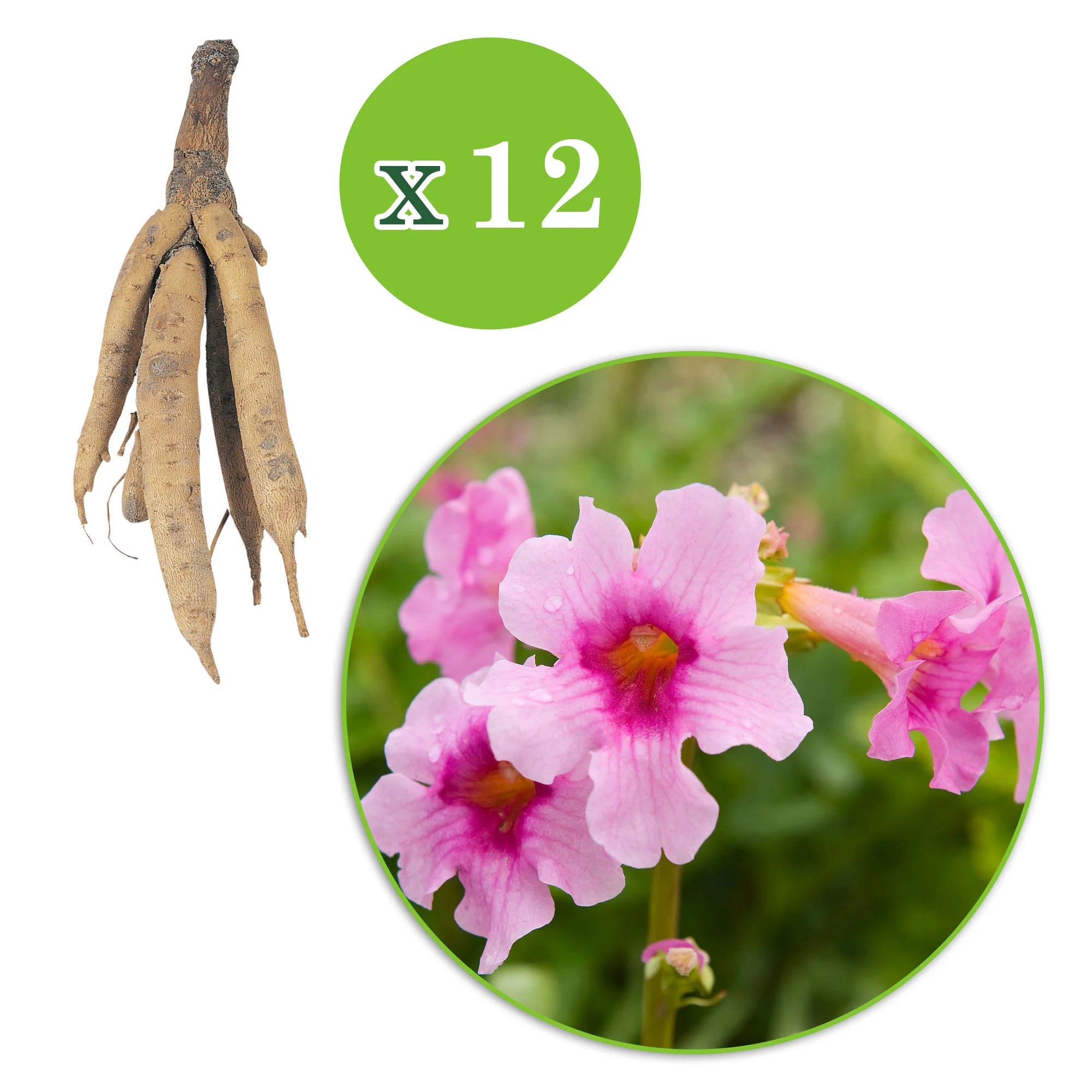 6x Incarvillea Incarvillea delavayi rose - Image 5