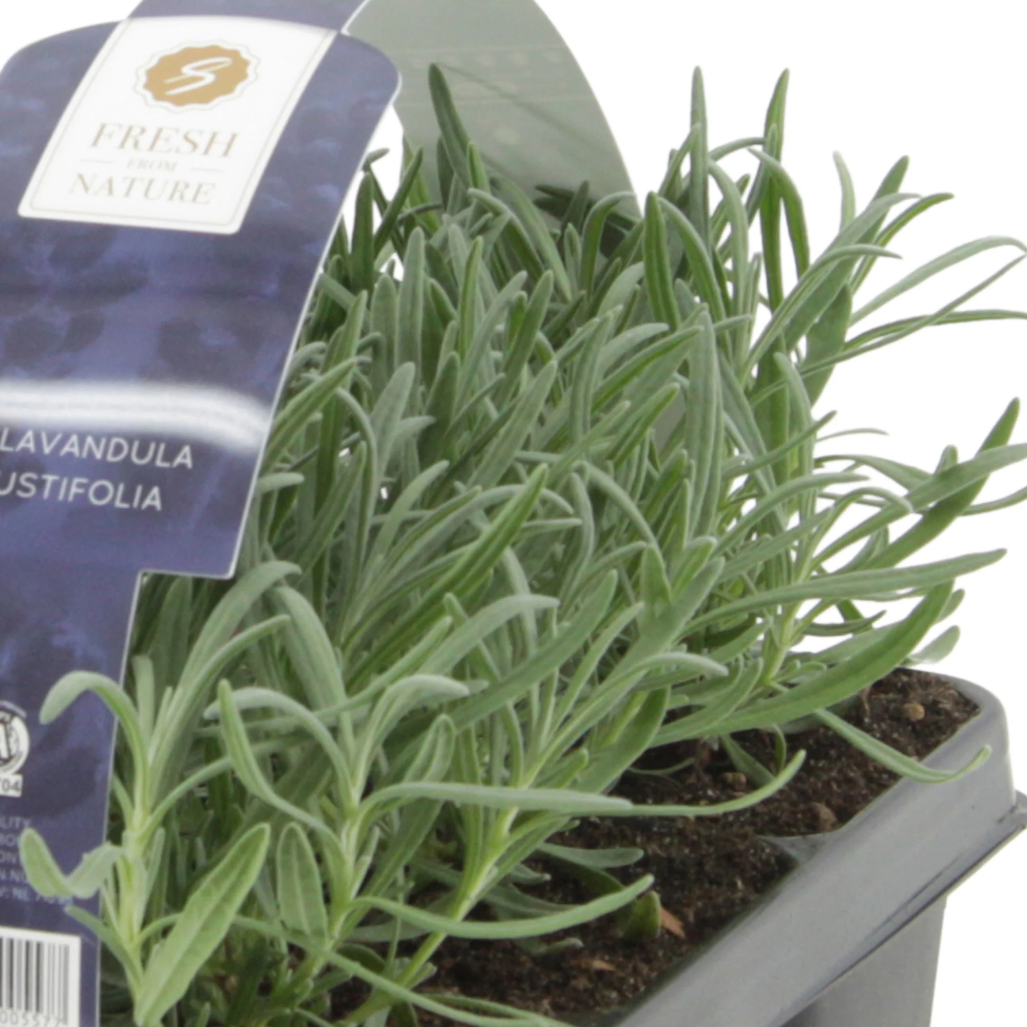 6x Lavande Lavandula angustifolia violet - Image 3