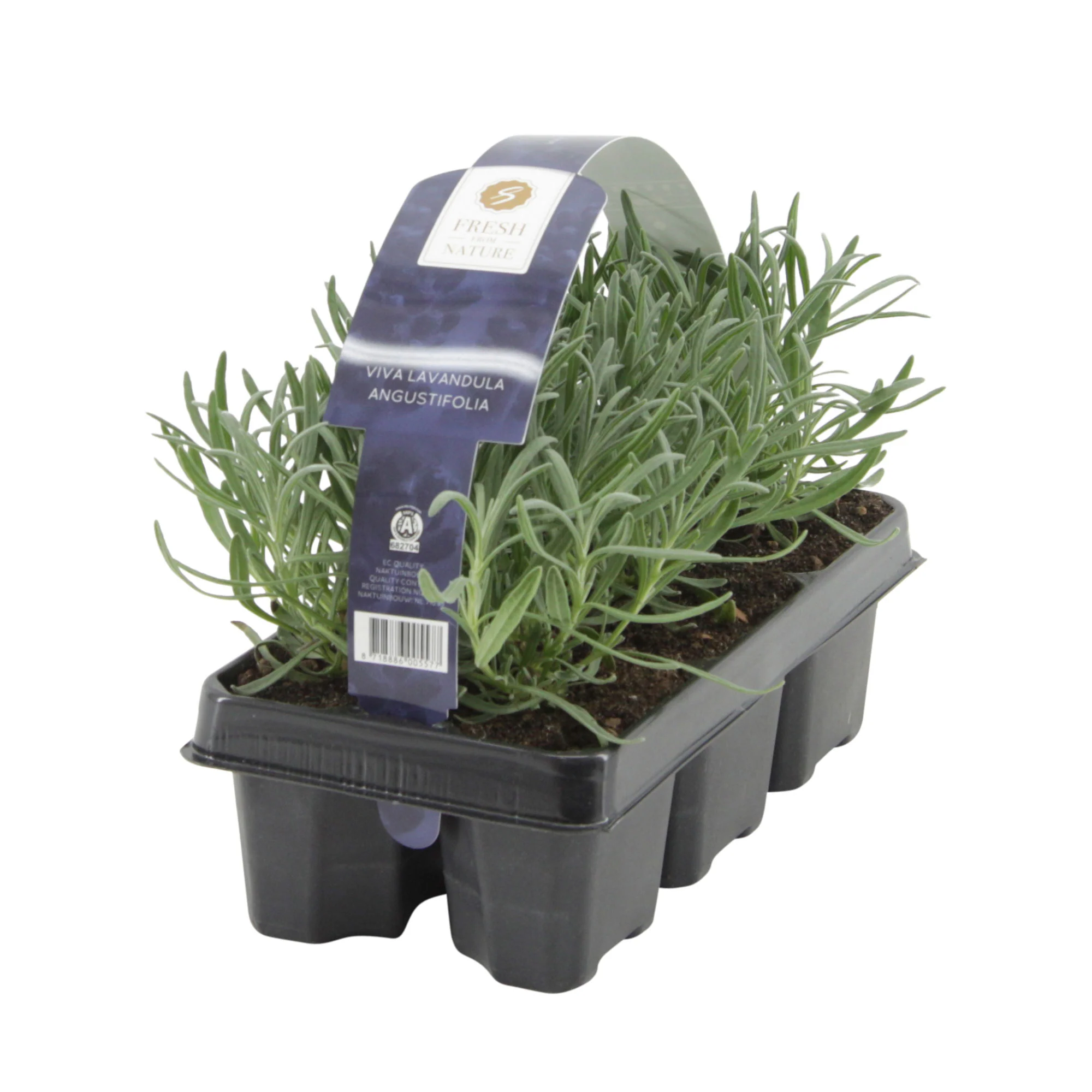 6x Lavande Lavandula angustifolia violet - Image 4