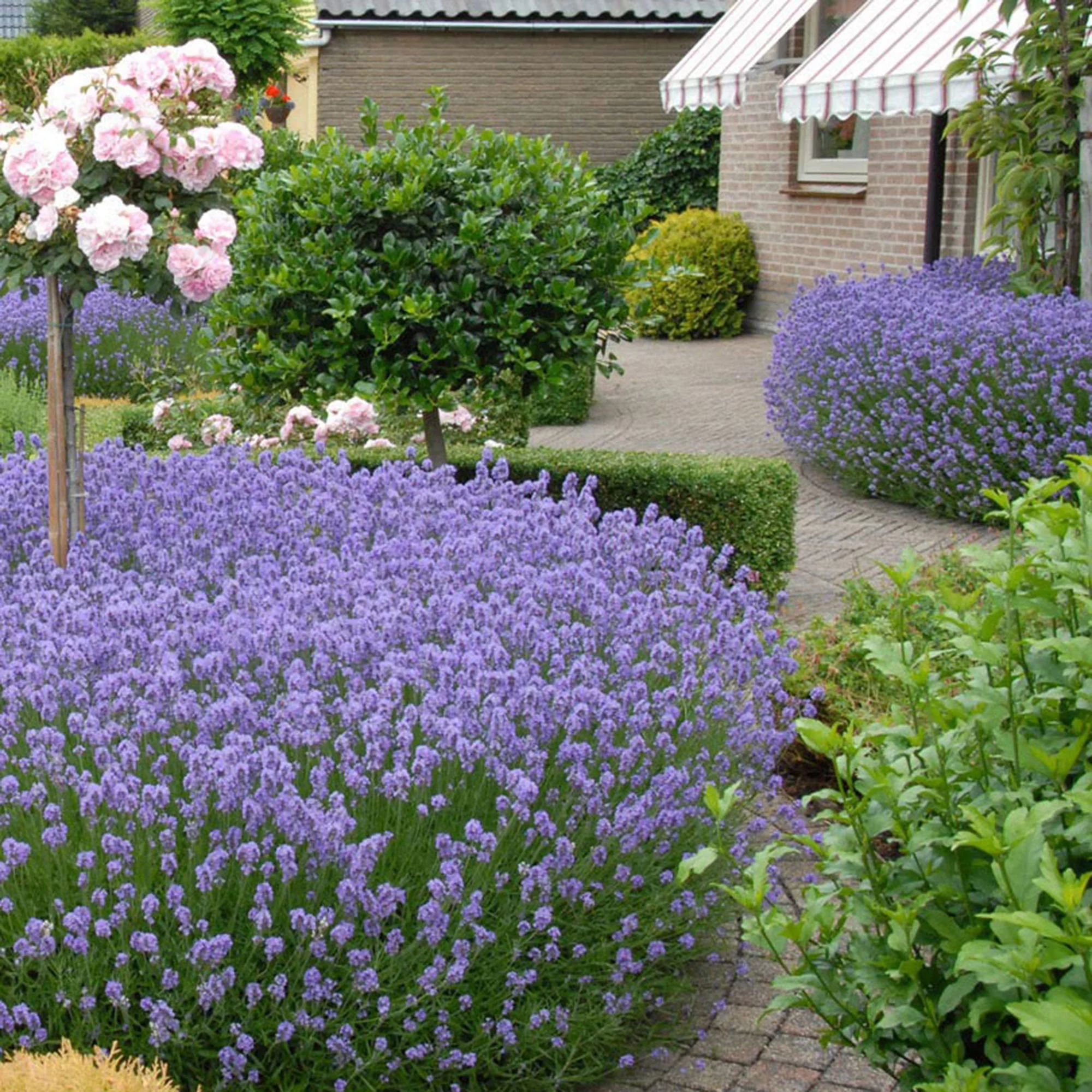 6x Lavandes Lavandula 'Hidcote' mauve - Image 2
