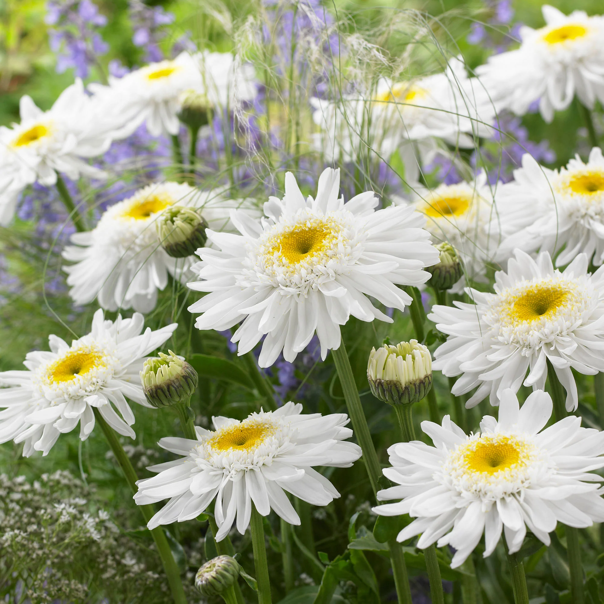 6x Marguerite double Leucanthemum 'Wirral Supreme' blanc