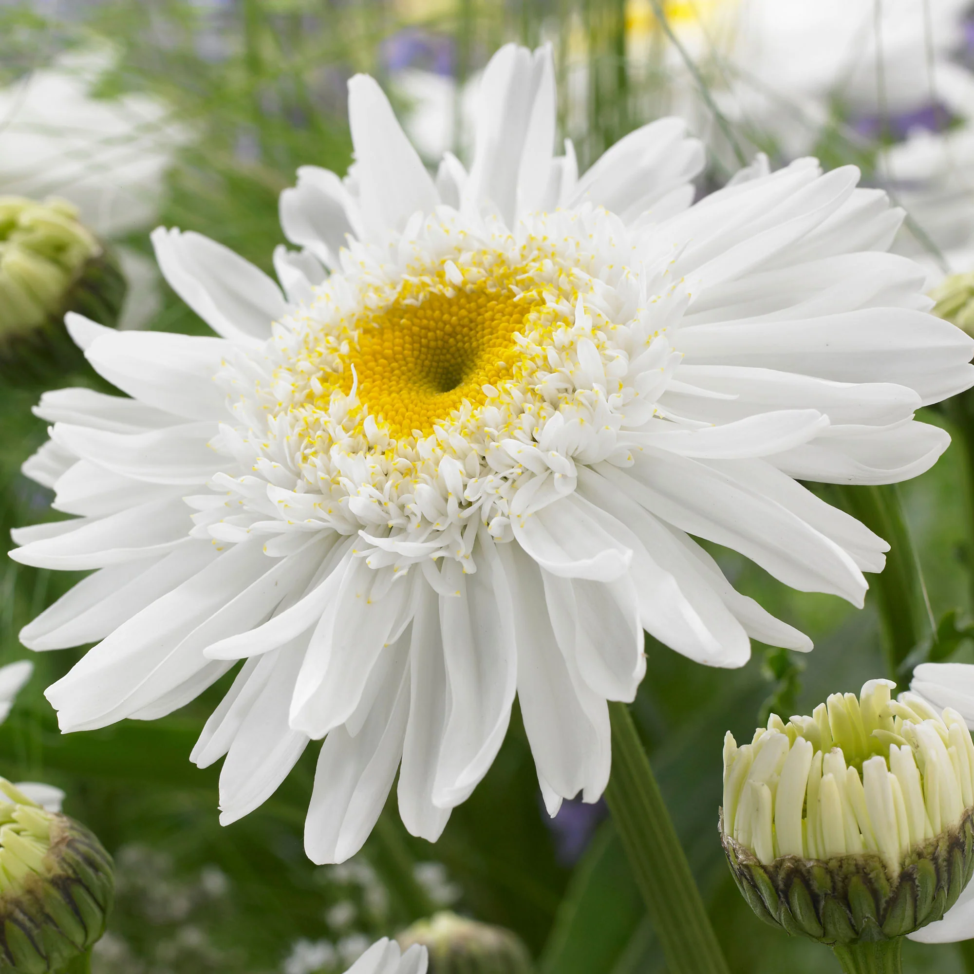 6x Marguerite double Leucanthemum 'Wirral Supreme' blanc - Image 3