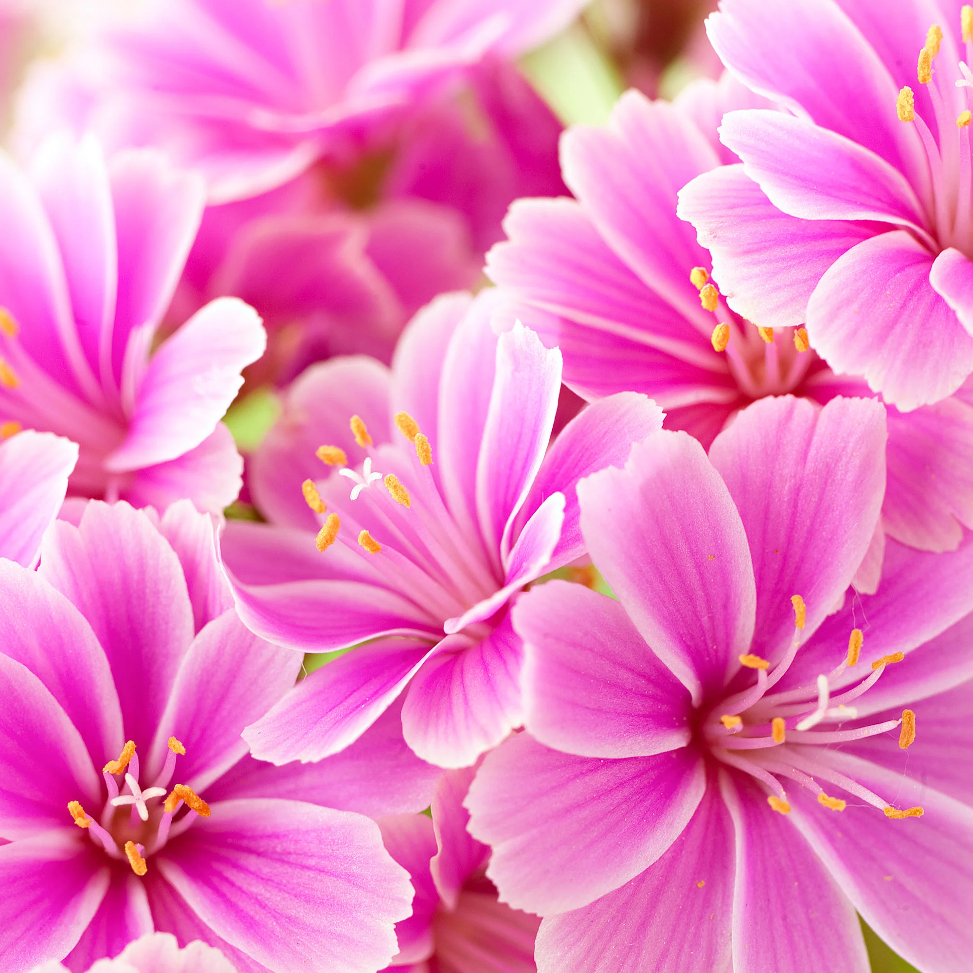 6x Œillet de poète Lewisia cotyledon - Image 4