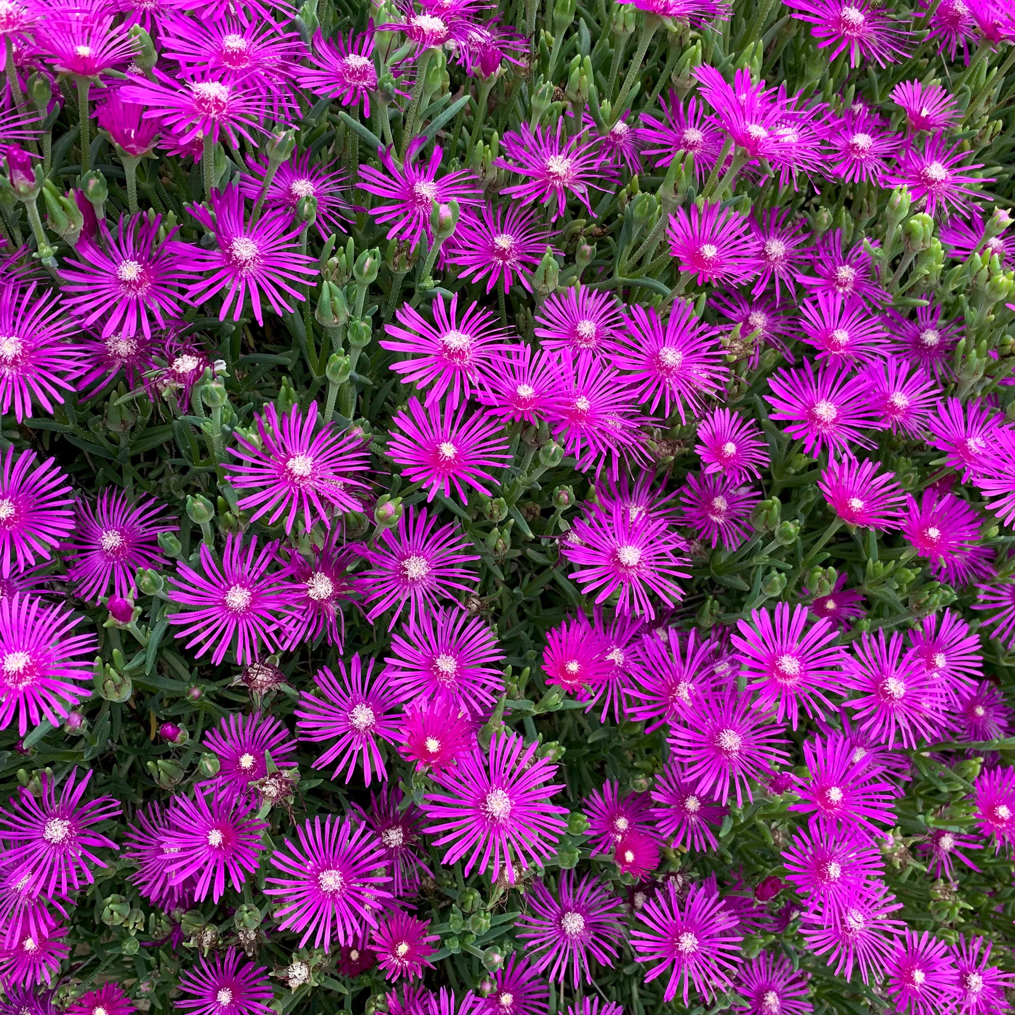 6x Œnothère Delosperma 'Ice Cream' rose - Image 2