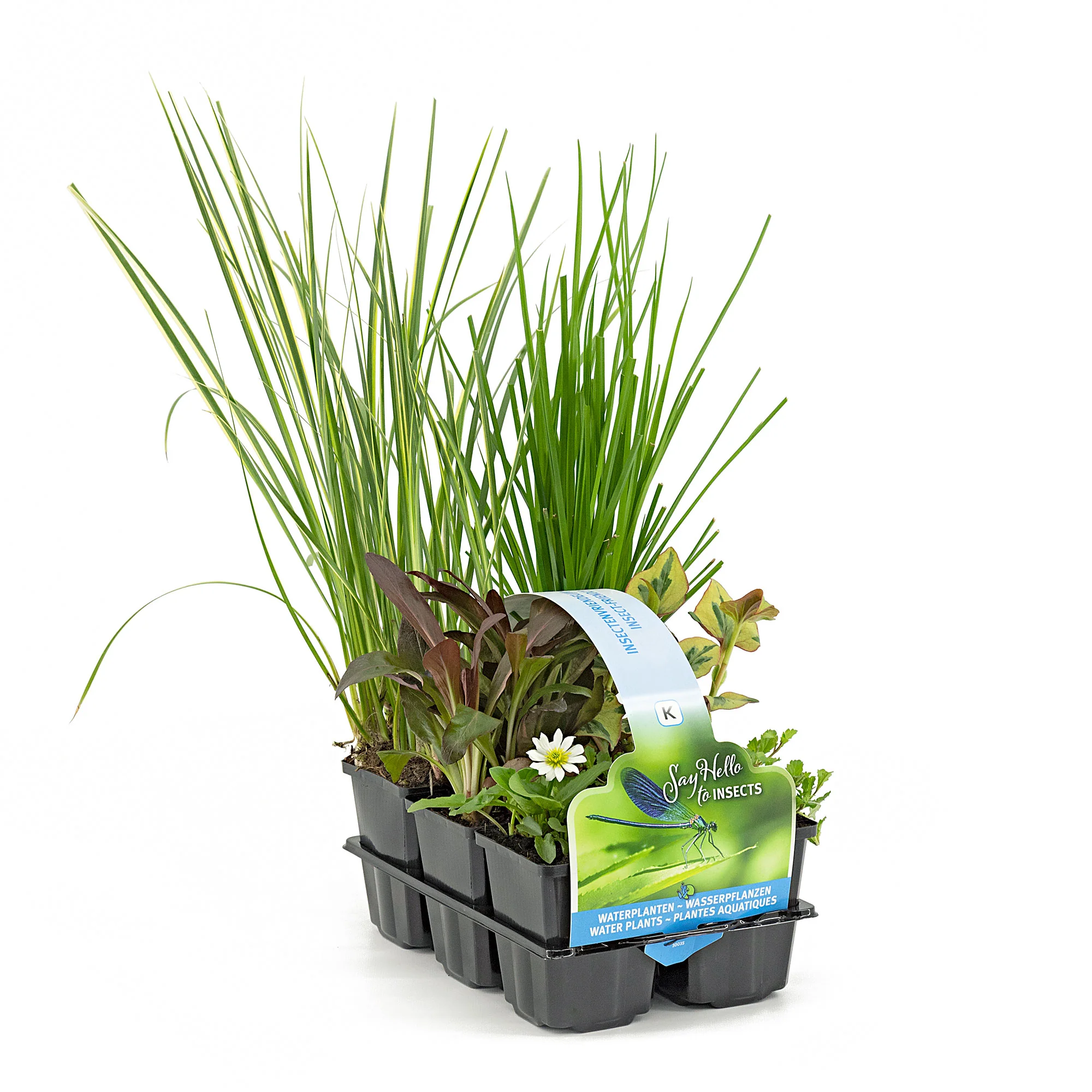 6x Plantes de bassin favorables aux insectes - Mélange - Image 3