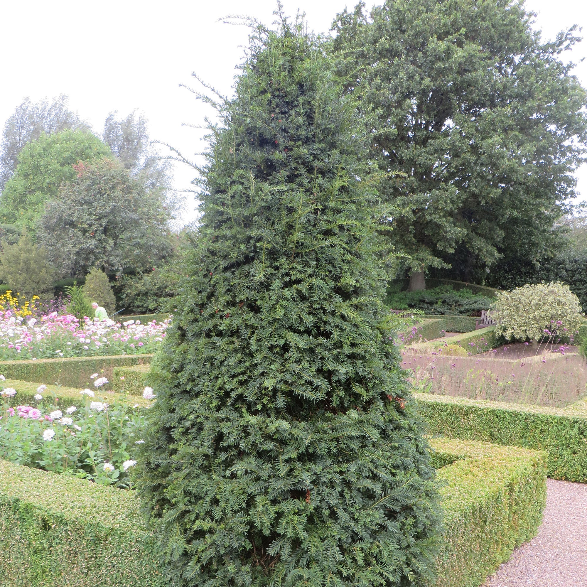 6x Taxus baccata