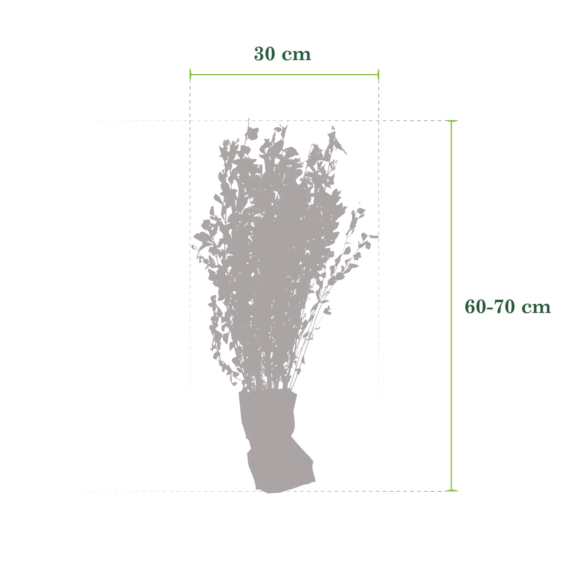 6x Troène Ligustrum ovalifolium blanc - Plants à racines nues - Image 3