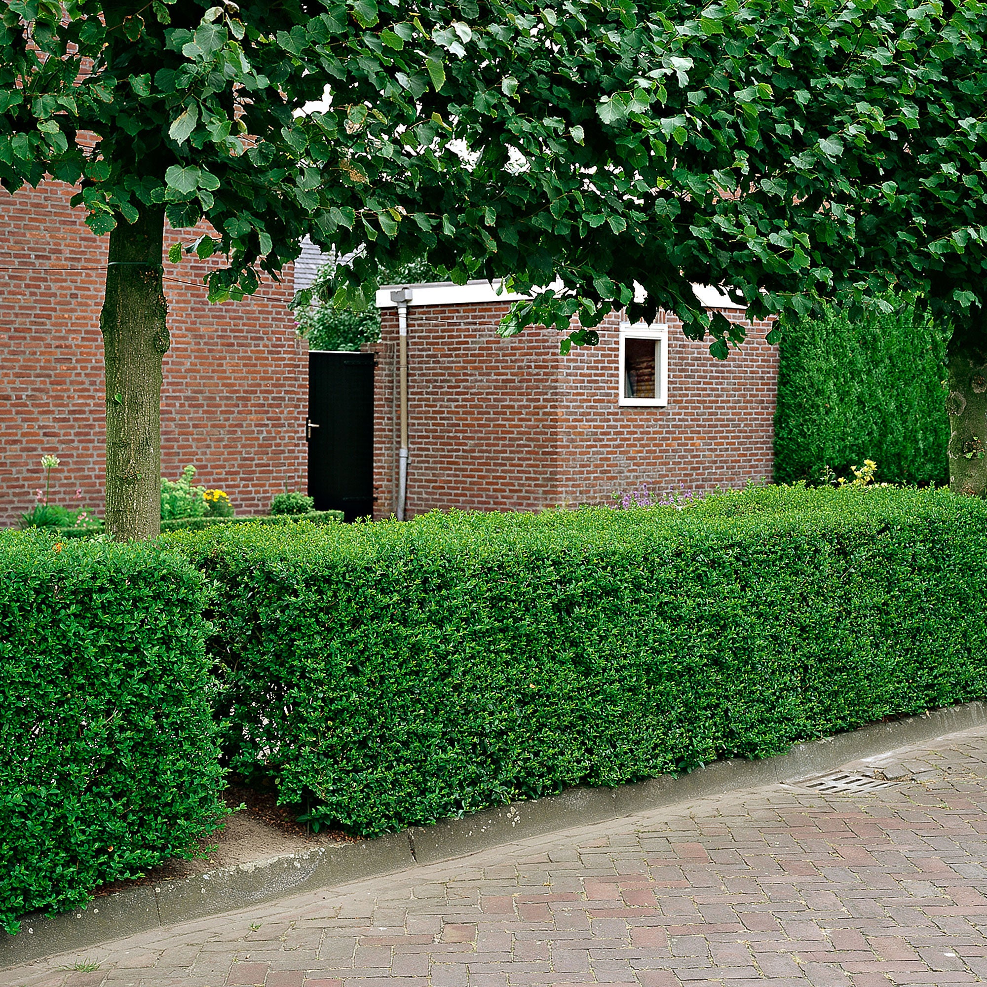 6x Troène Ligustrum ovalifolium blanc - Plants à racines nues - Image 4