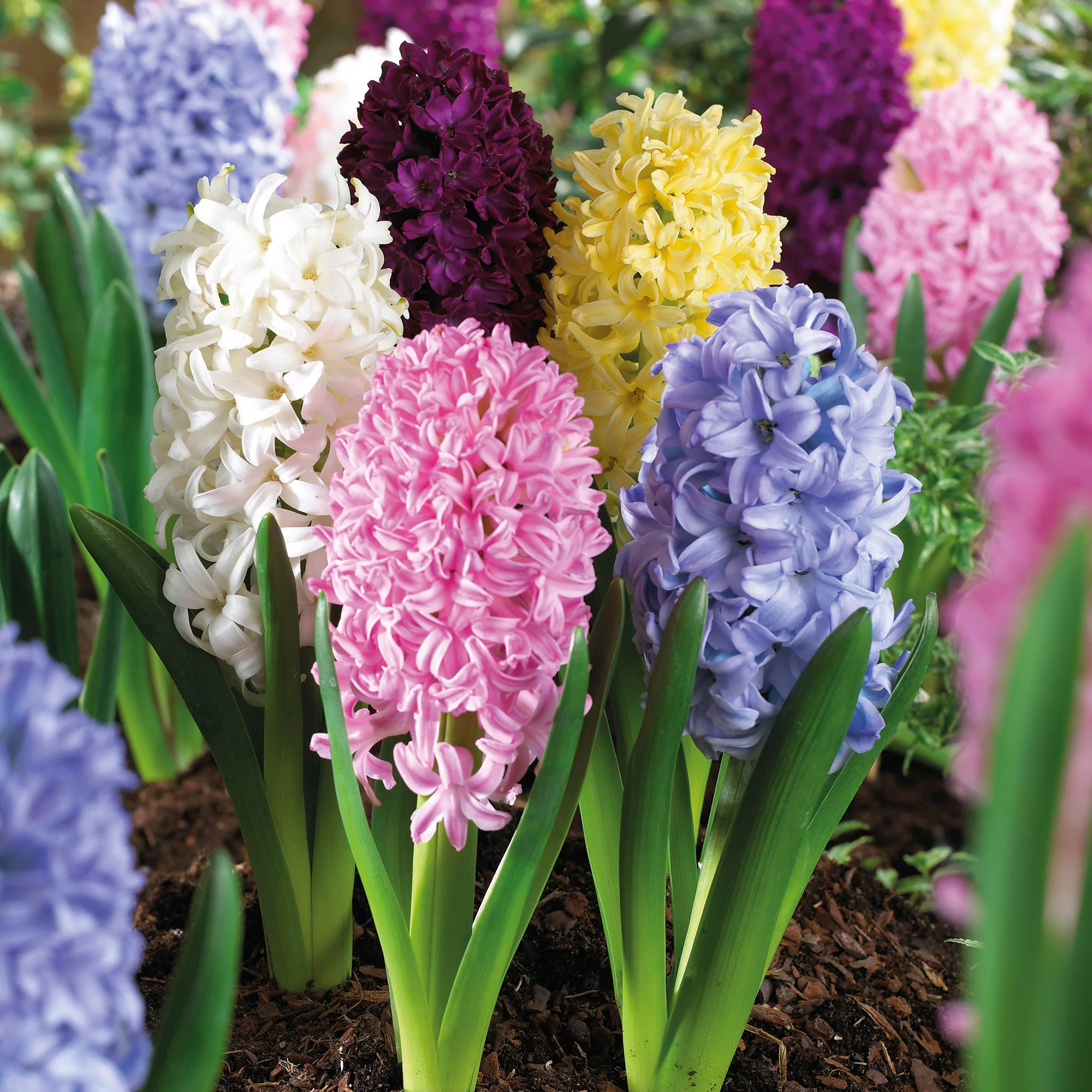 7 Jacinthe 'Blooming And Booming' Mélange de couleurs - Image 2