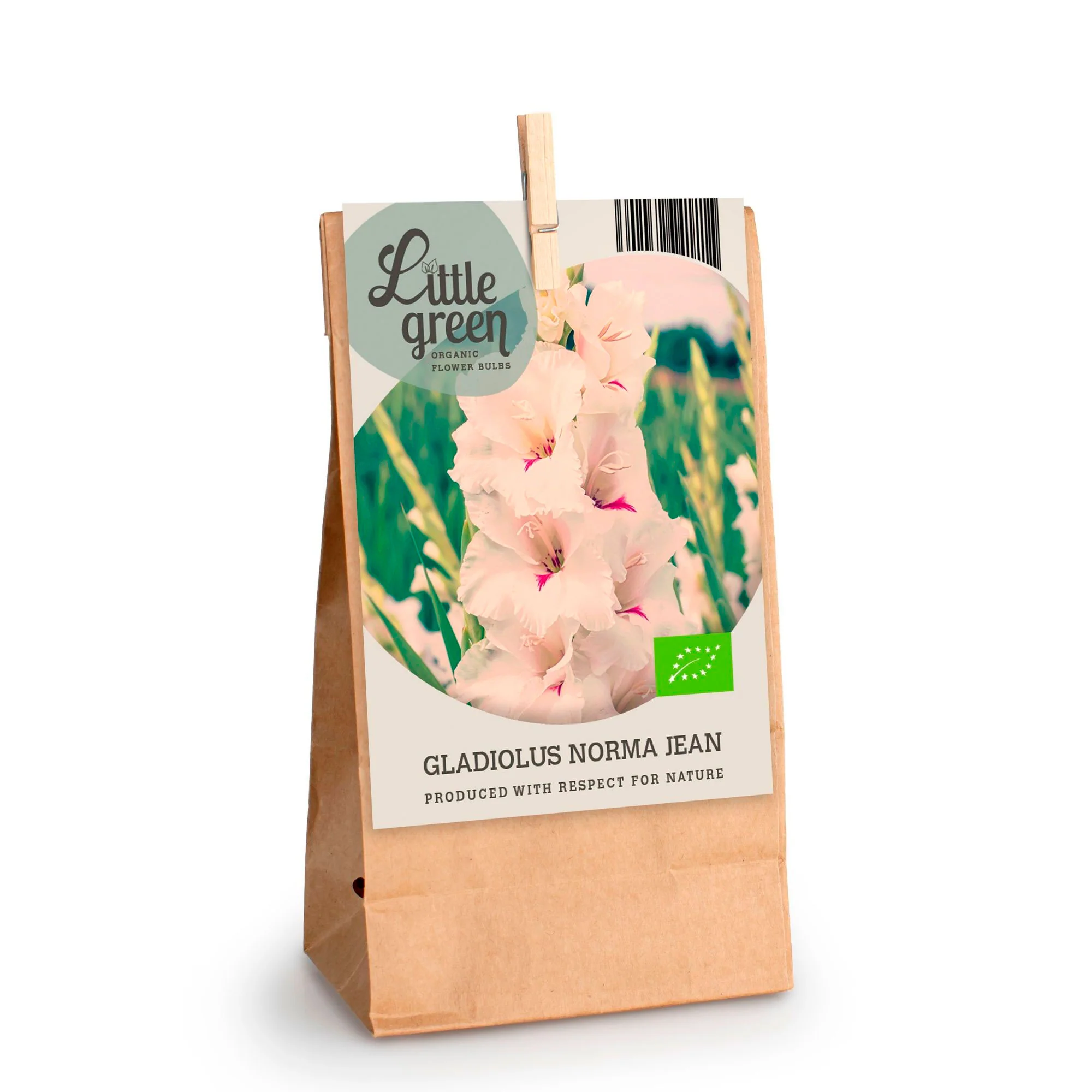 7x Glaïeul Gladiolus 'Norma Jean' blanc - Bio - Image 2