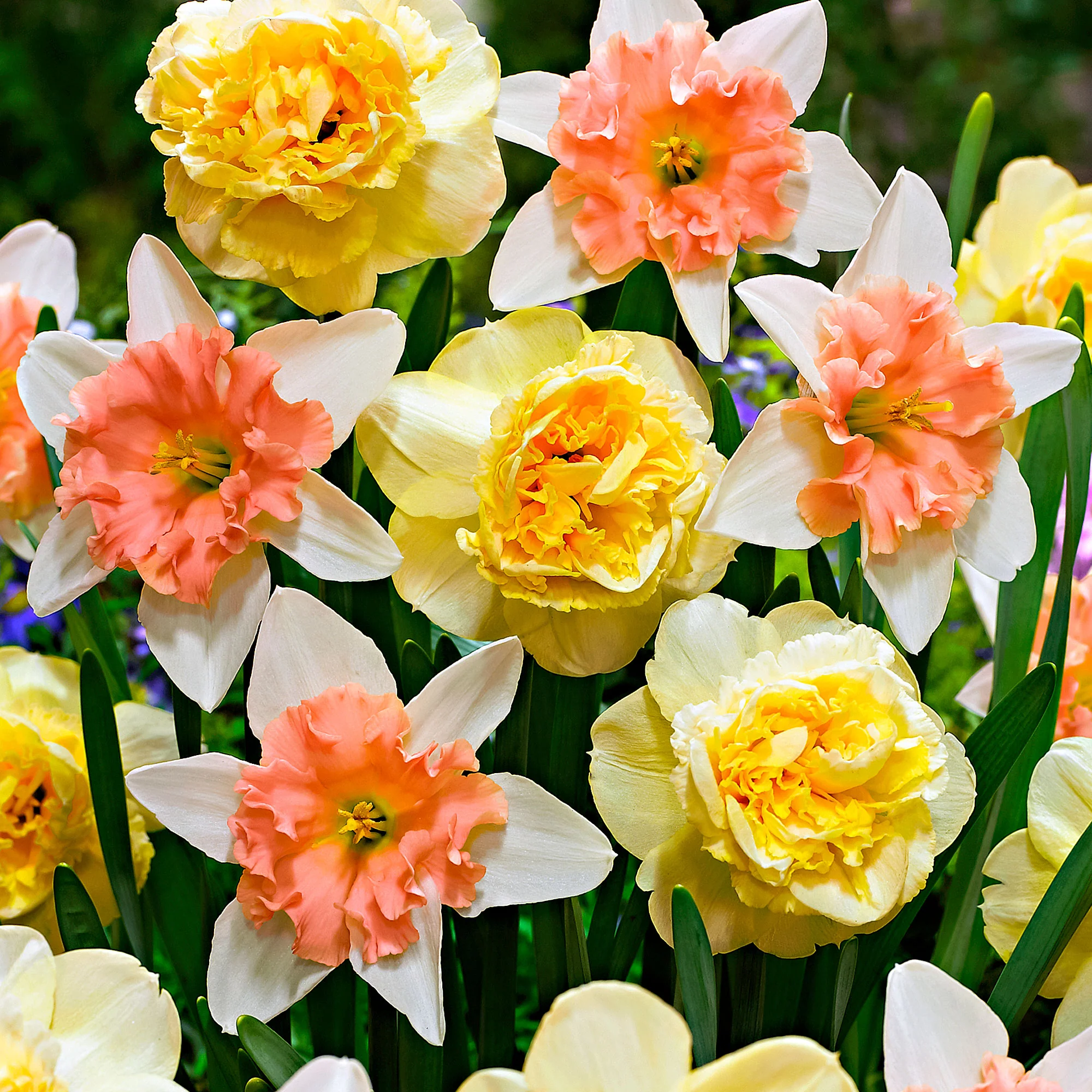 7x Narcisses Narcissus - Mélange ’Art Design’ + ’Dear Love’ jaune-rose - Image 2