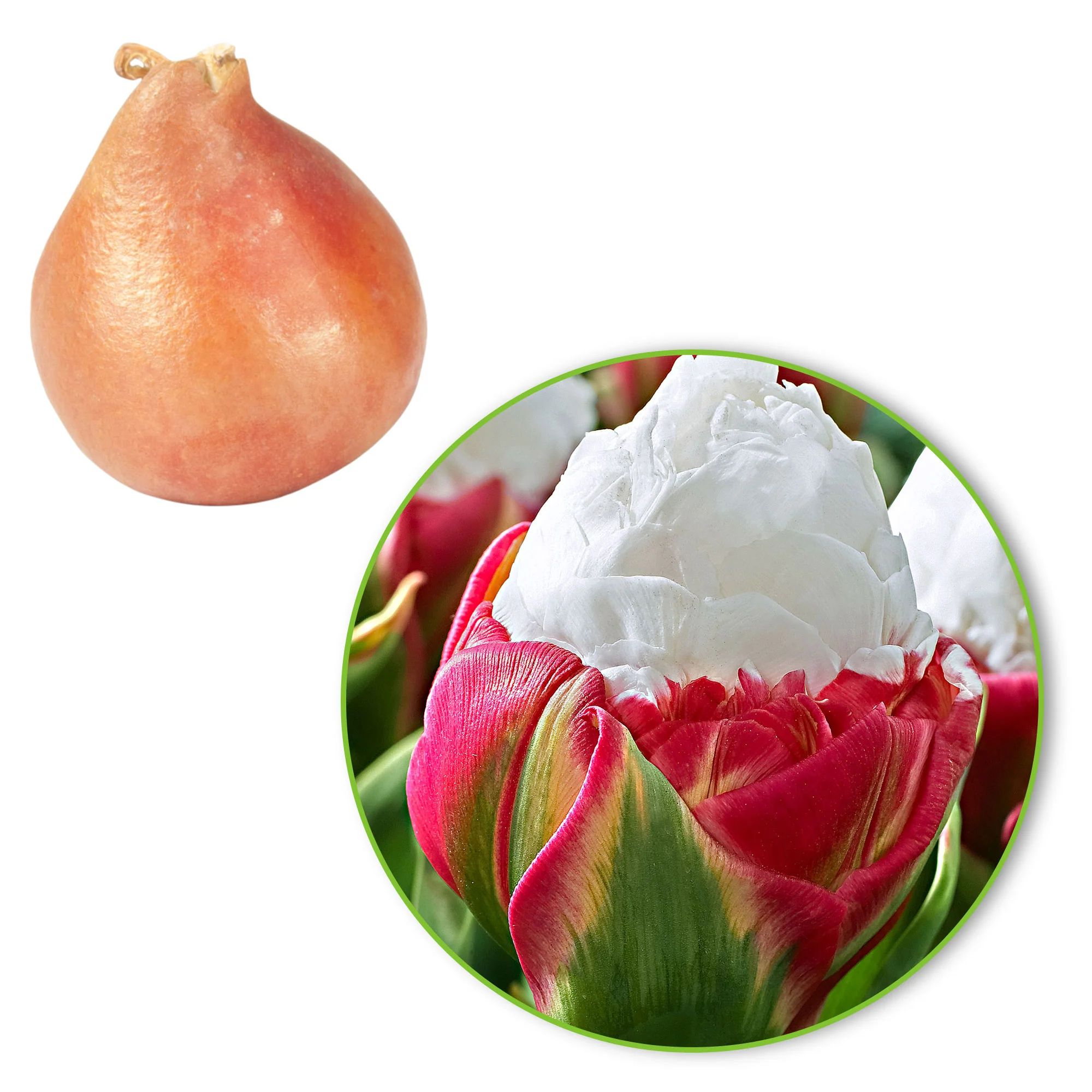 7x Tulipes Tulipa 'Ice Cream' blanc-rose - Image 2