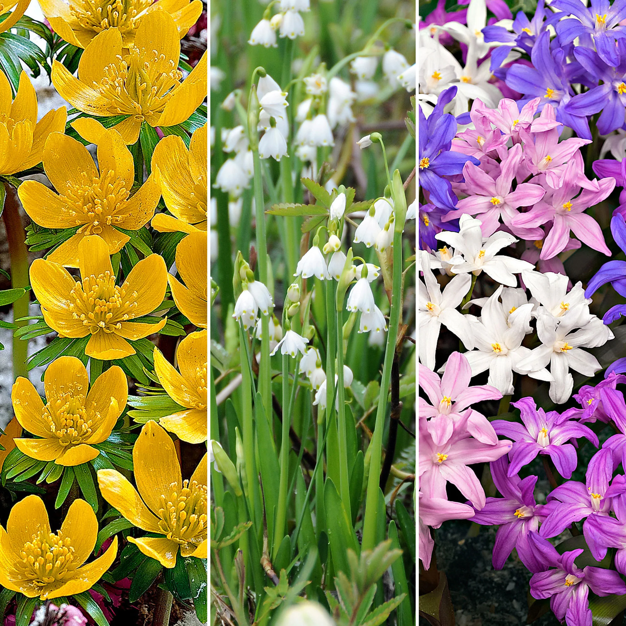 80x Pack de bulbes de fleurs 'Mini plantes magiques' violet-jaune-blanc