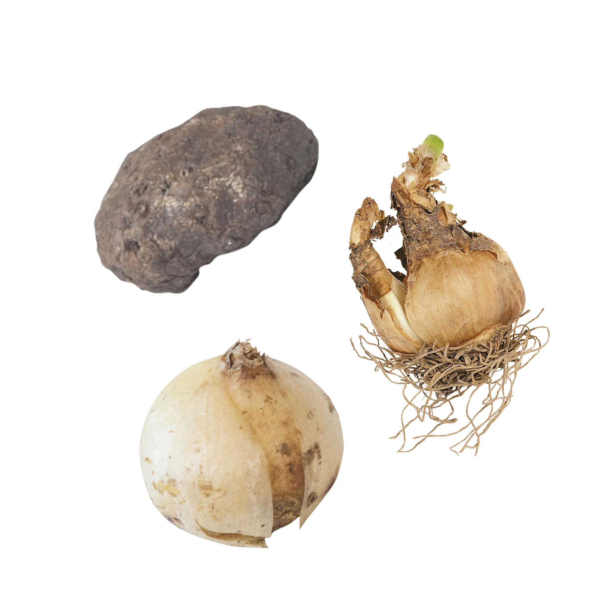 80x Pack de bulbes de fleurs 'Mini plantes magiques' violet-jaune-blanc - Image 3