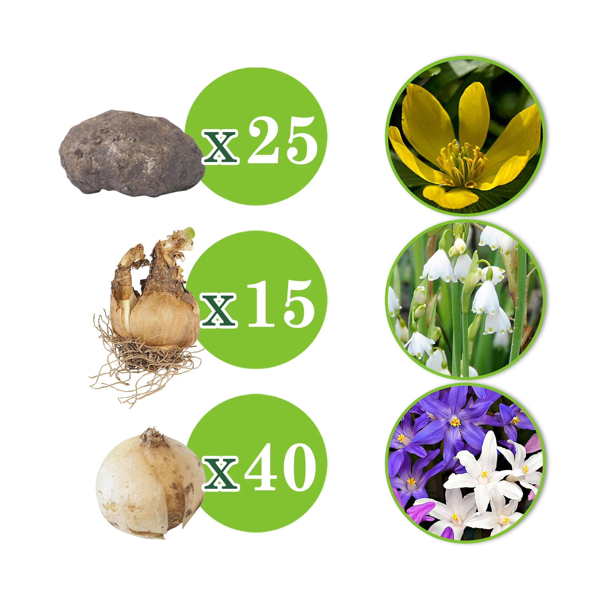 80x Pack de bulbes de fleurs 'Mini plantes magiques' violet-jaune-blanc - Image 4