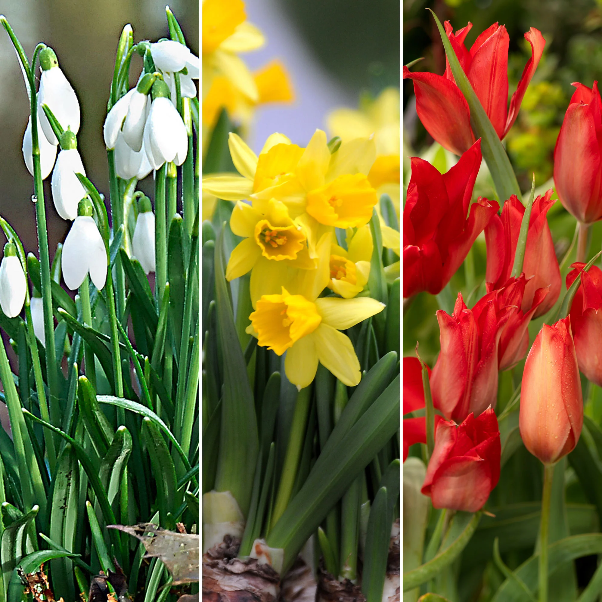 80x Pack de bulbes de fleurs 'Oiseaux matinaux' blanc-jaune-rouge - Image 2