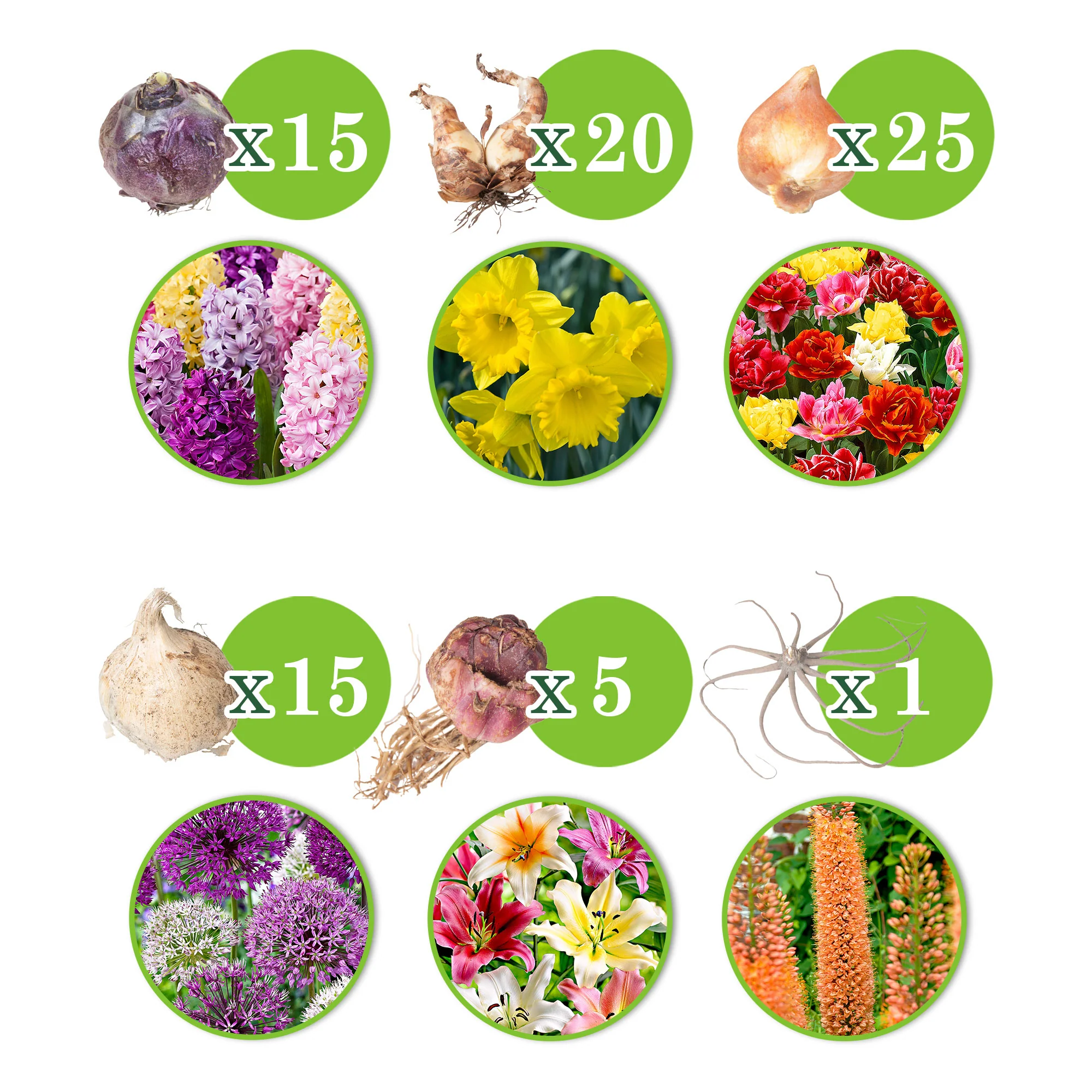 81x Pack de bulbes de fleurs '120 jours de floraison de février à août' - Image 3