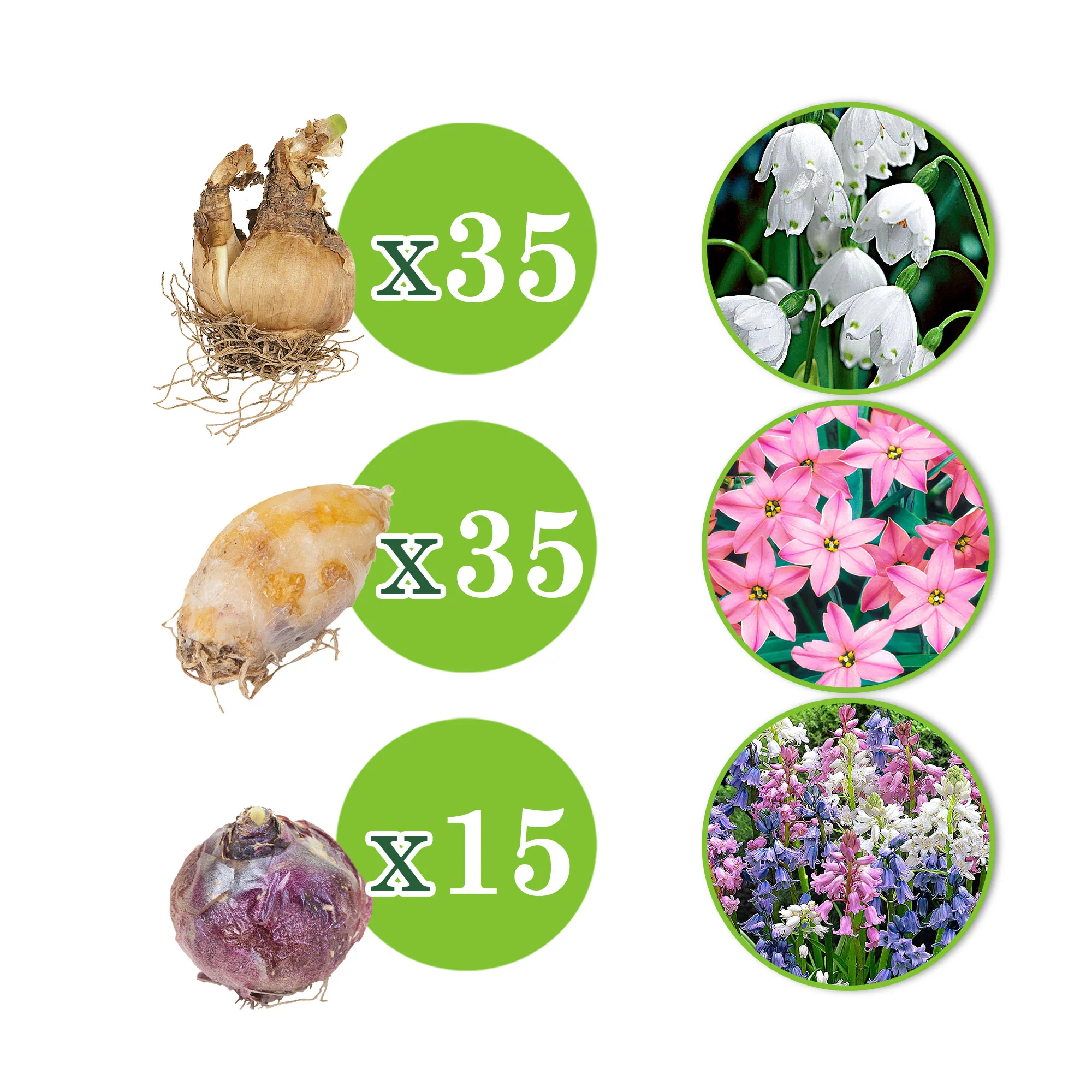85x Pack de bulbes à dissémination 'Des fleurs toute l'année' rose-blanc - Image 4