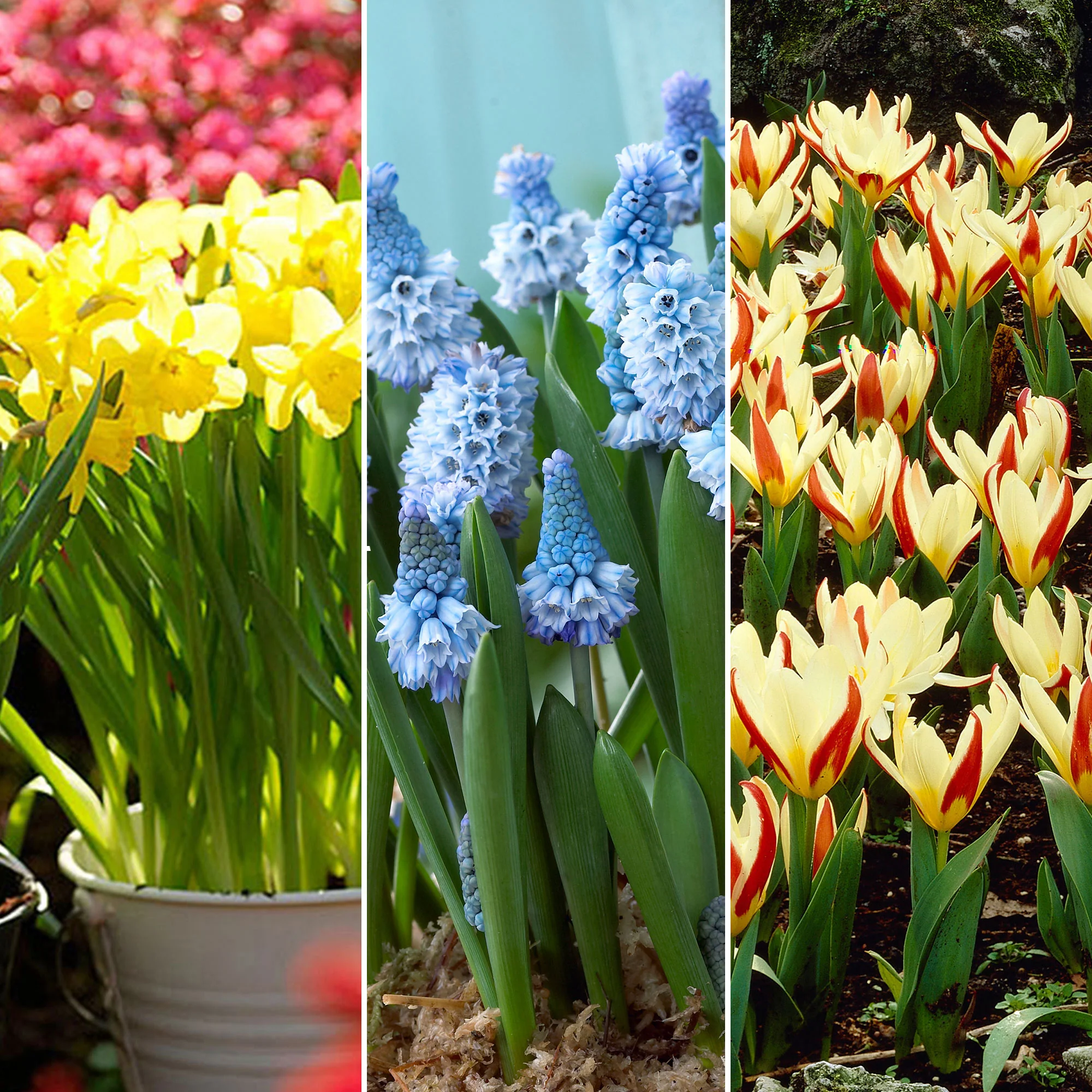 88x Pack de bulbes de fleurs '60 jours de floraison de février à avril' orangé - Image 2