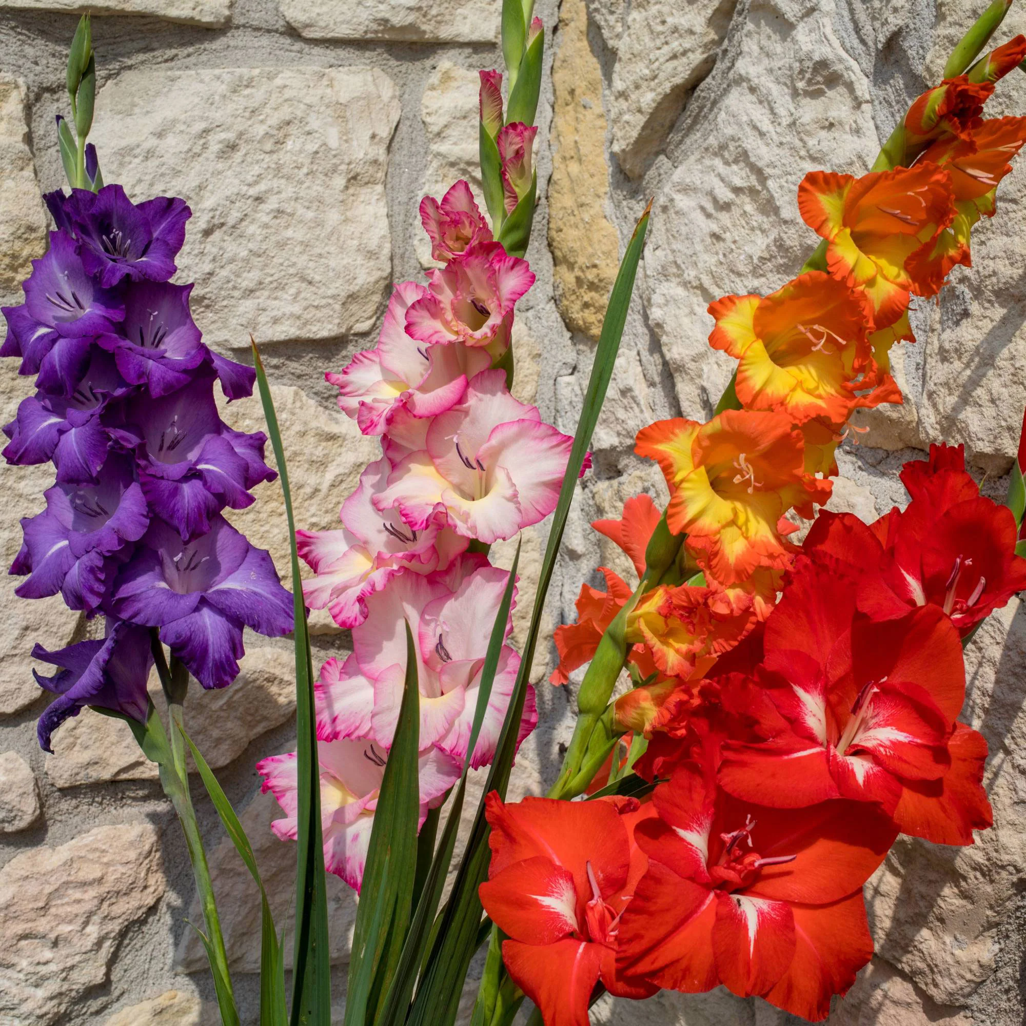 8x Glaïeul Gladiolus Glamini - Mélange 'All Colors' panier incl. - Image 2