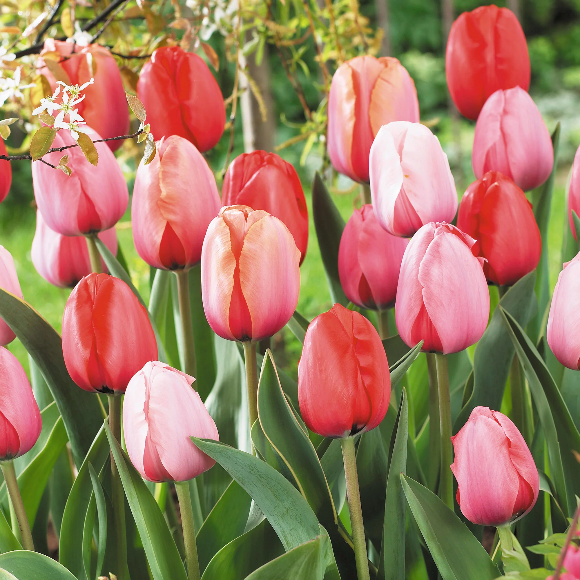 8x Tulipe Tulipa - Mélange 'Impression' - Bio - Image 2