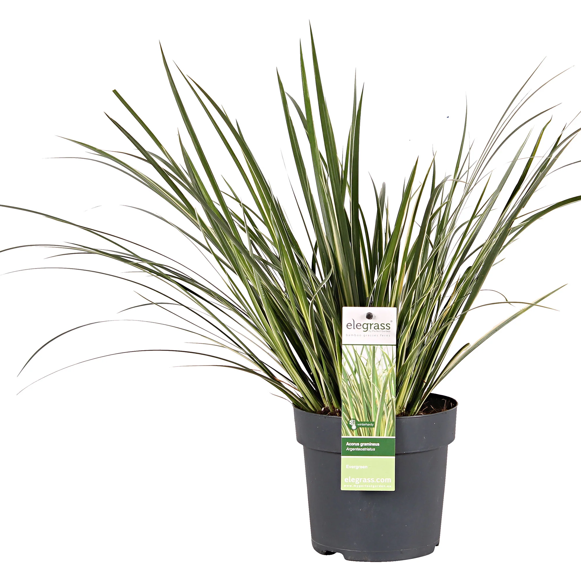Acorus 'Argenteostriatus' - Image 4