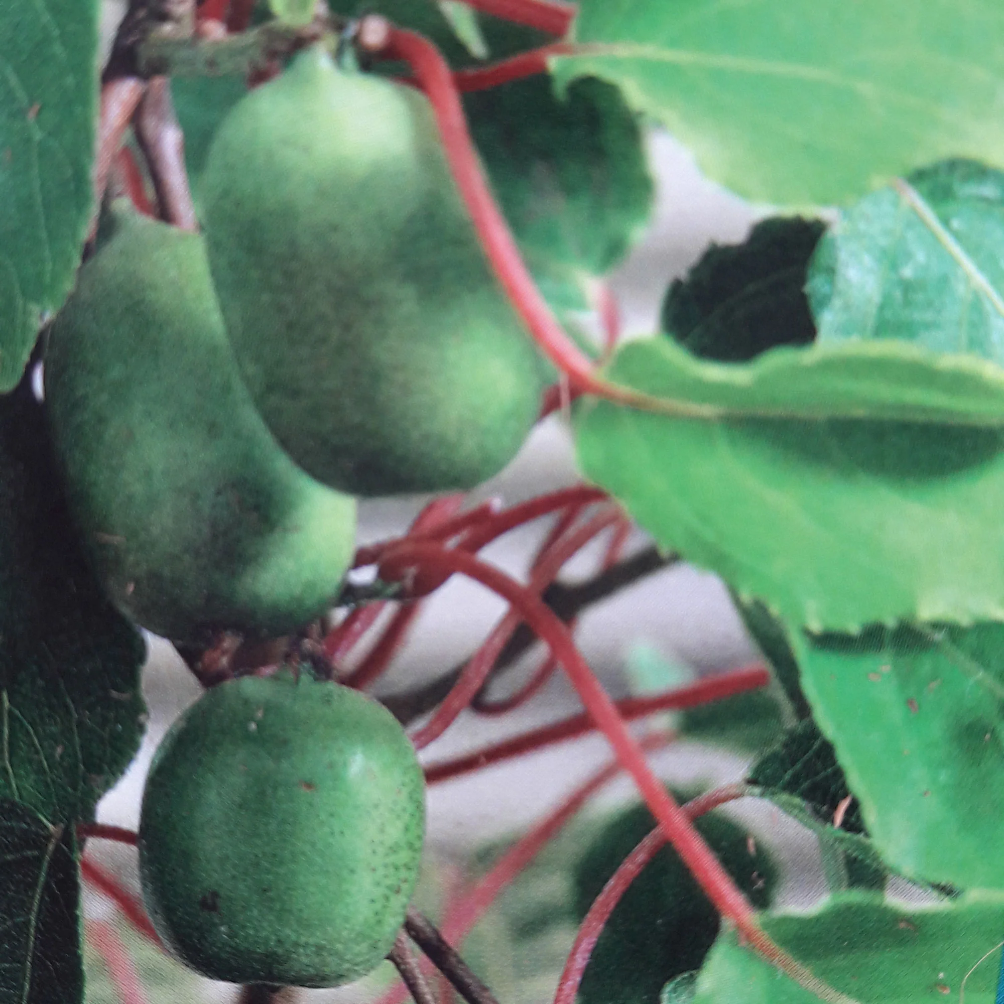 Actinidia 'Issai' Blanc - Bio - Image 2