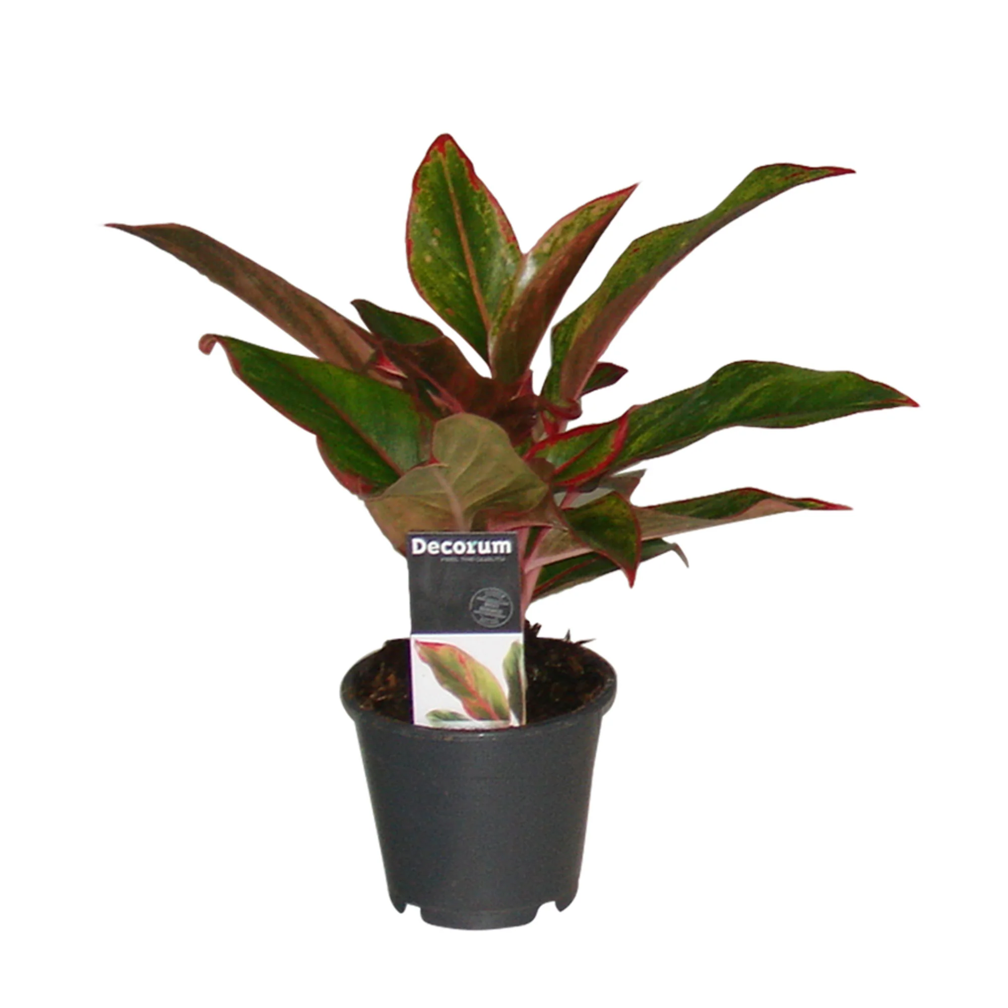Aglaonéma Aglaonema 'Crete' - Image 4