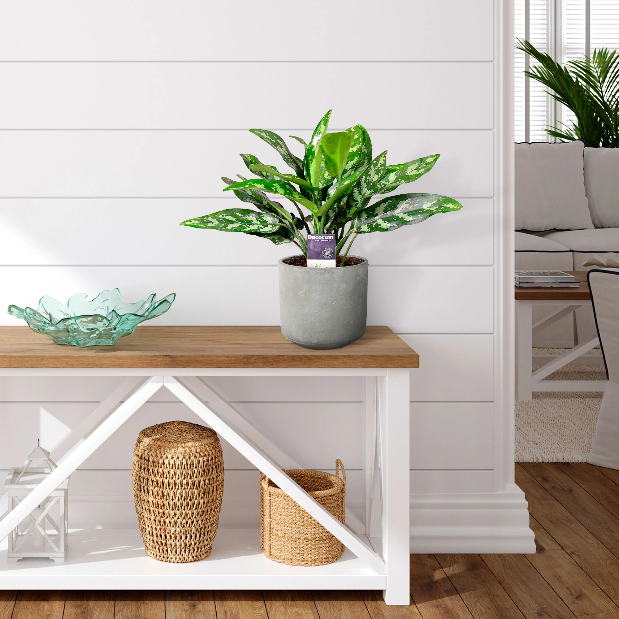 Aglaonéma Aglaonema 'Maria' avec pot décoratif