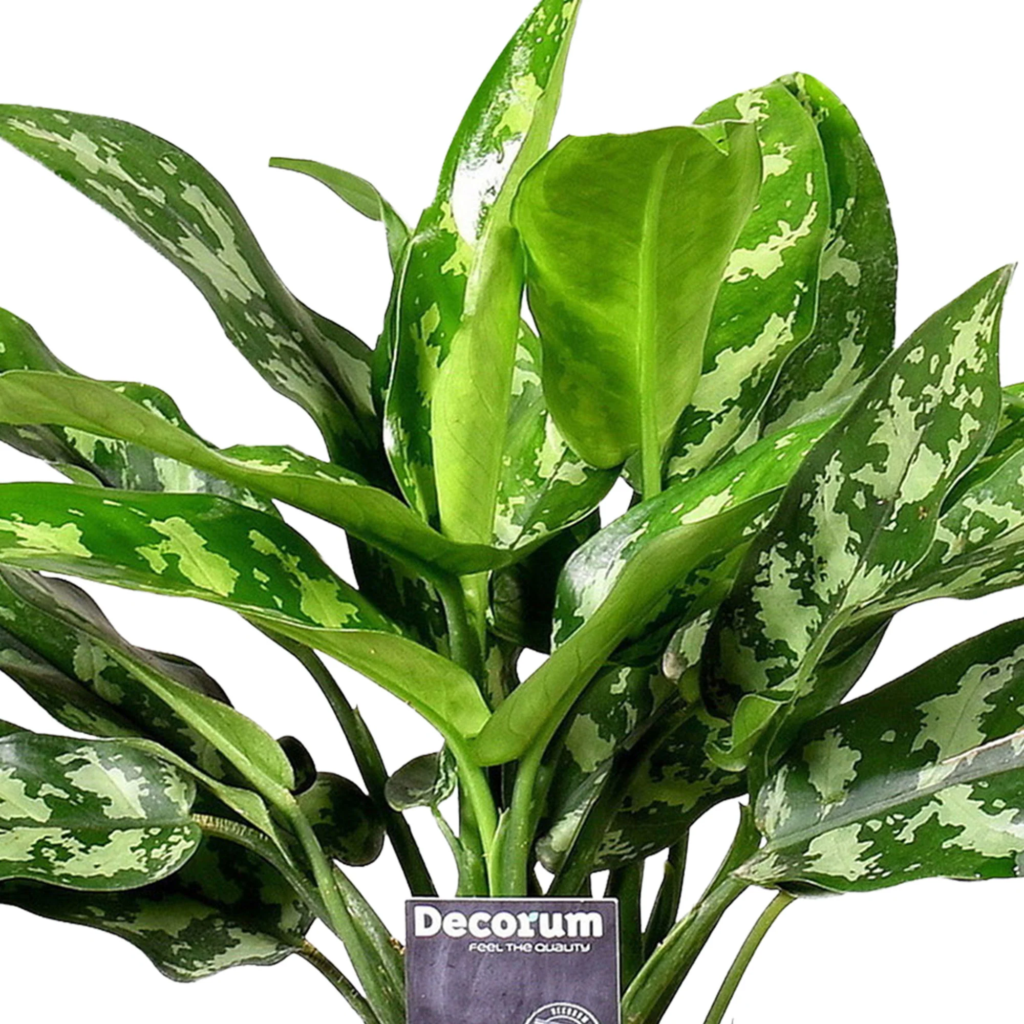 Aglaonéma Aglaonema 'Maria' avec pot décoratif - Image 3