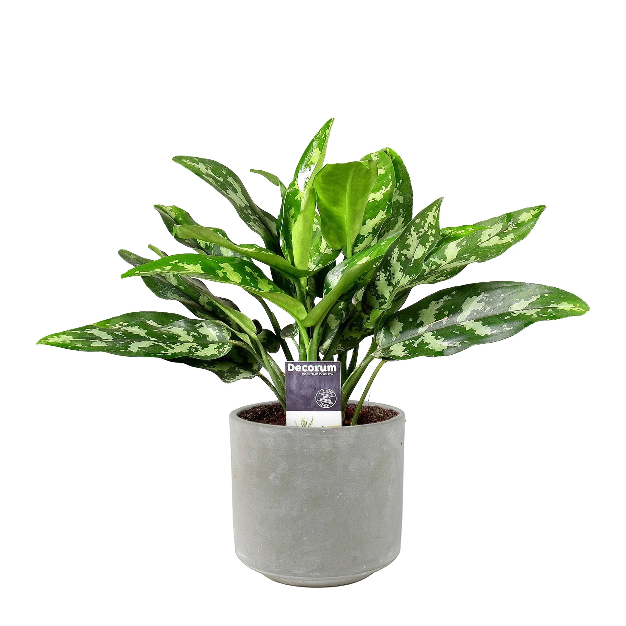 Aglaonéma Aglaonema 'Maria' avec pot décoratif - Image 5