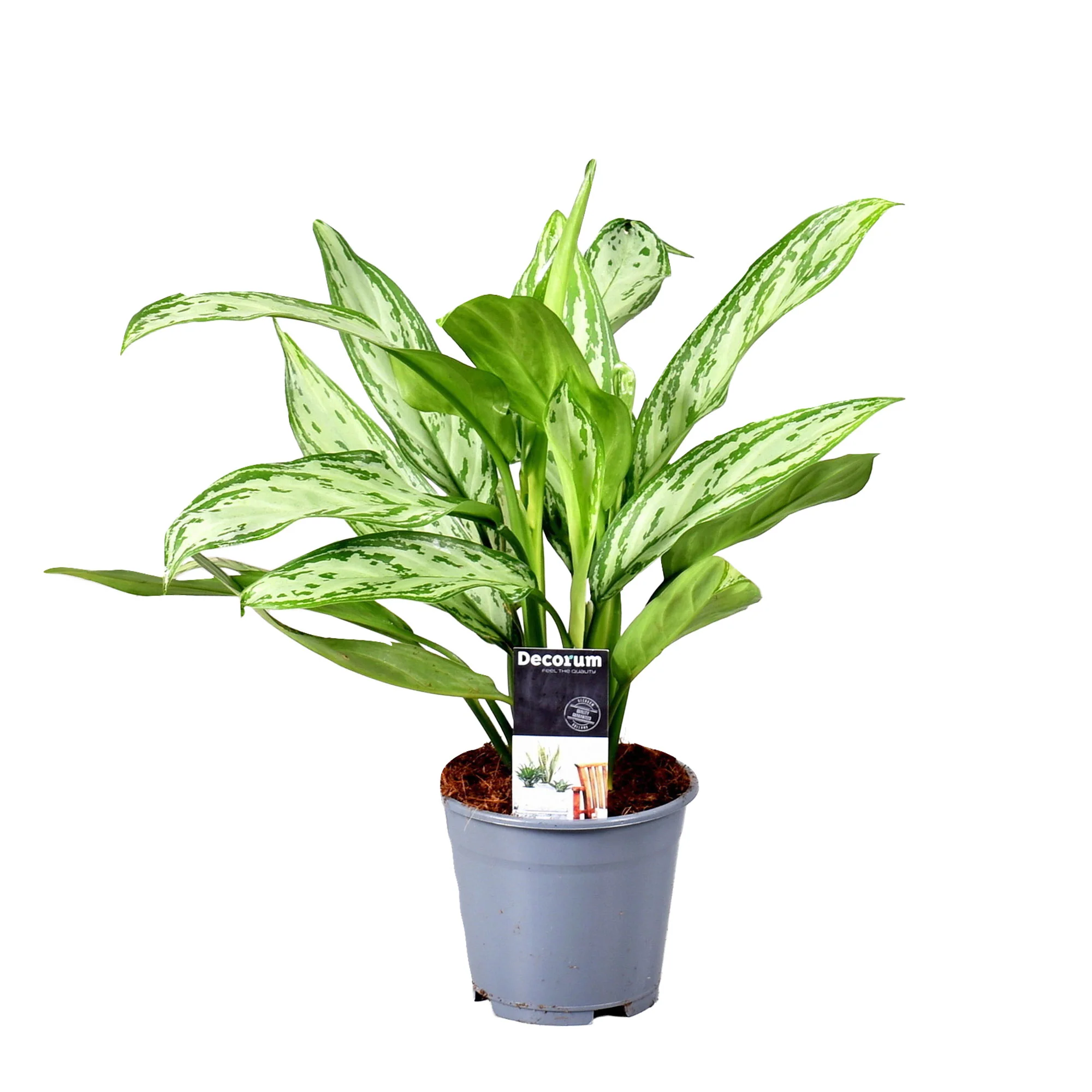 Aglaonéma Aglaonema 'Silver Queen' - Image 5