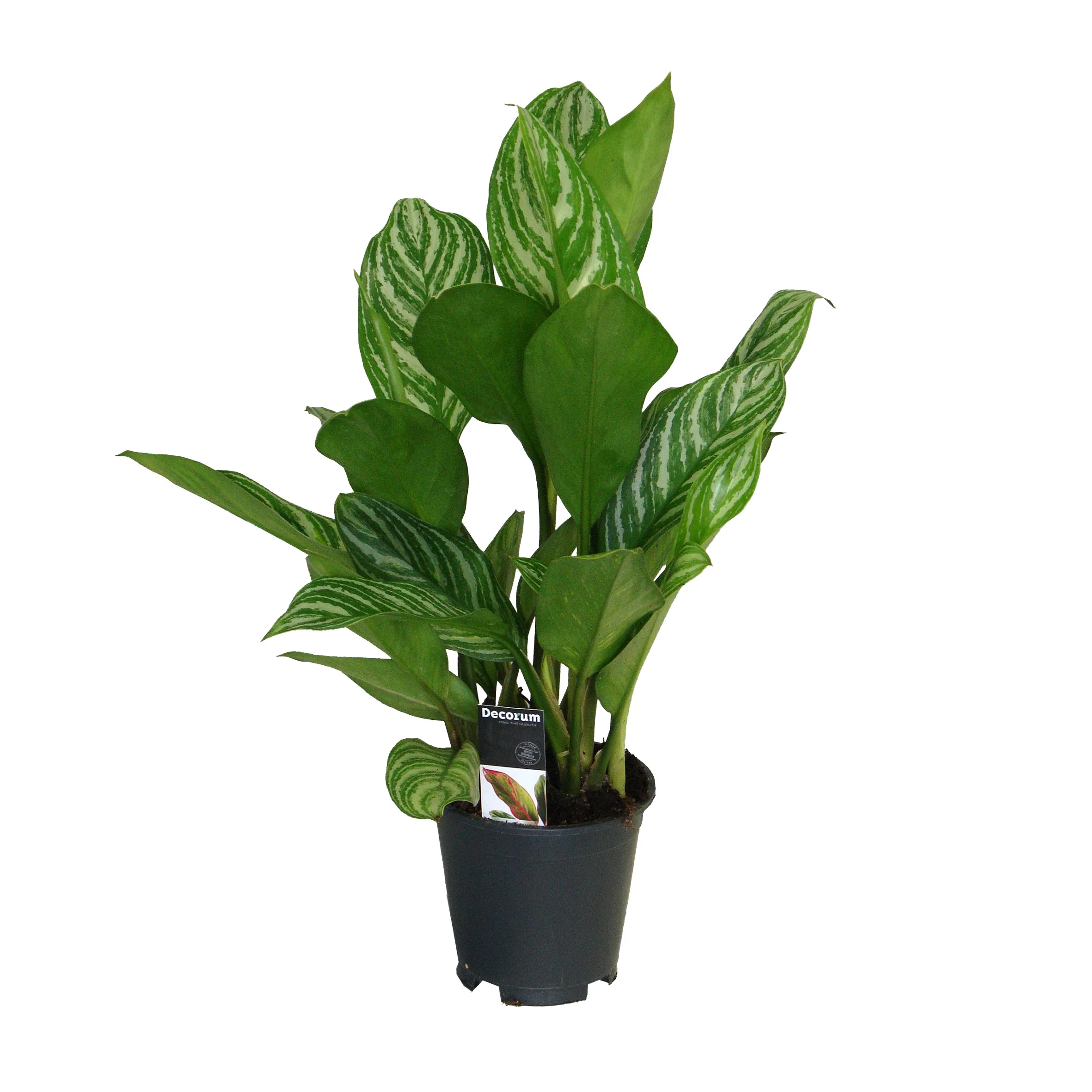 Aglaonéma Aglaonema 'Stripes' - Image 3