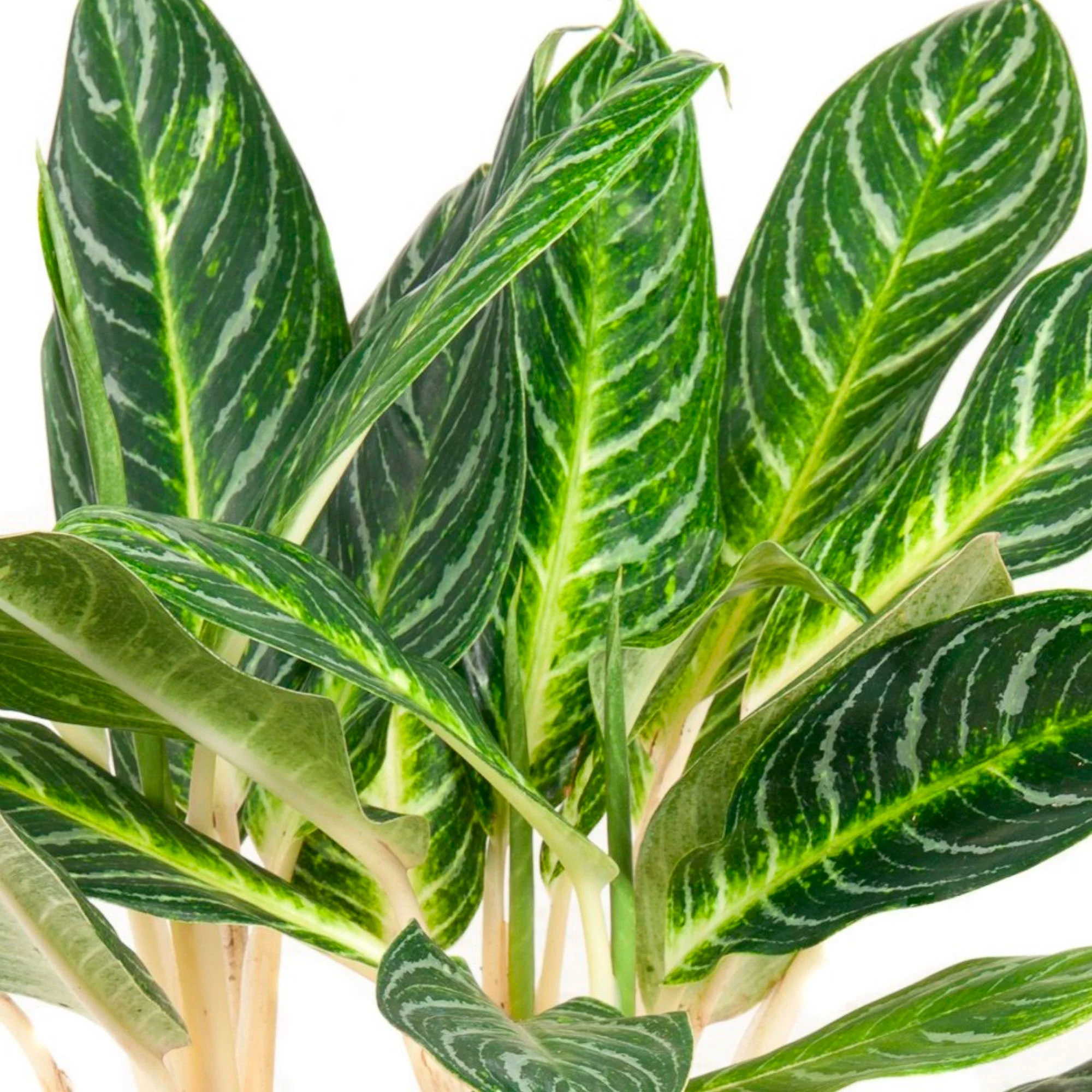 Aglaonema commutatum 'Key Lime' vert-jaune - Image 3