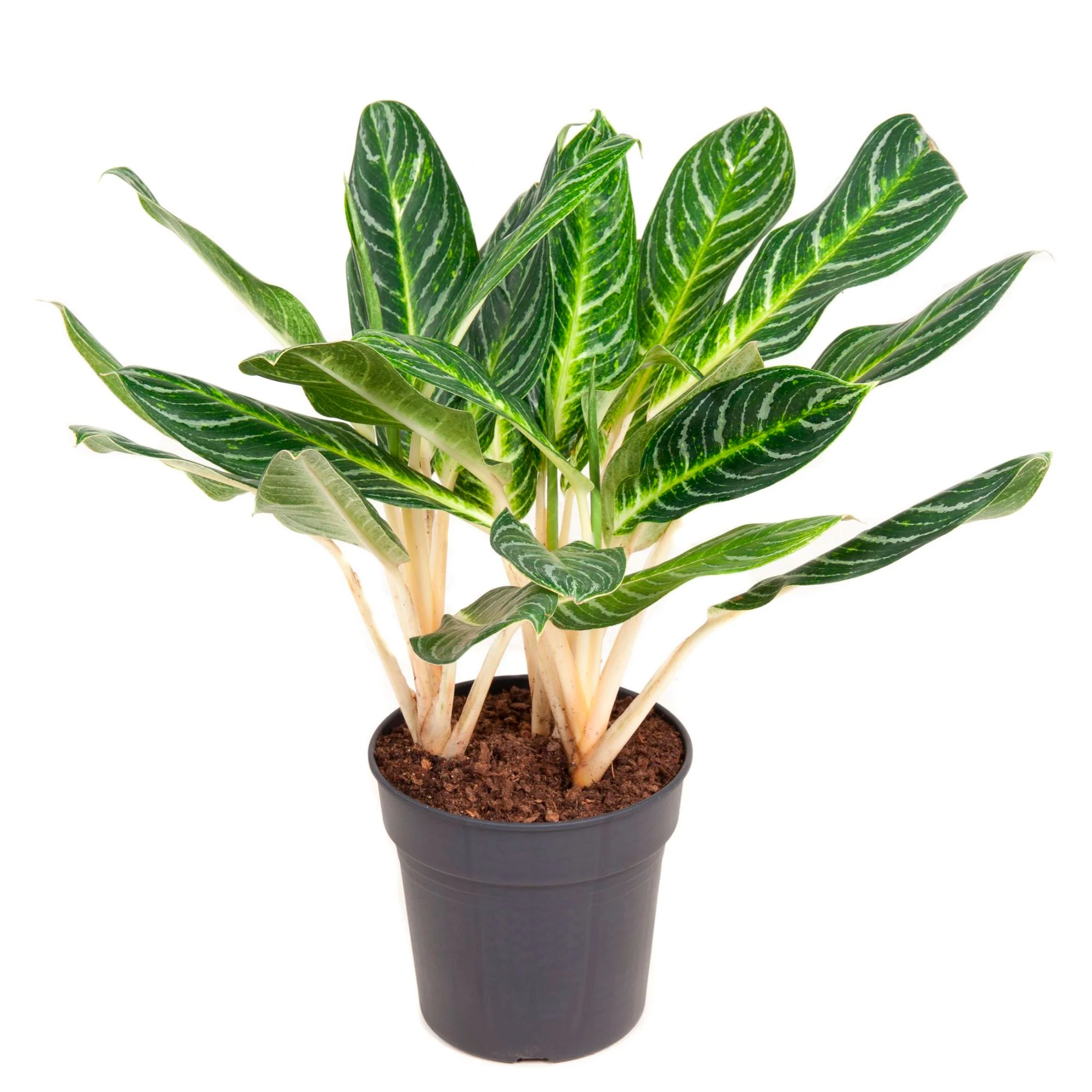 Aglaonema commutatum 'Key Lime' vert-jaune - Image 4