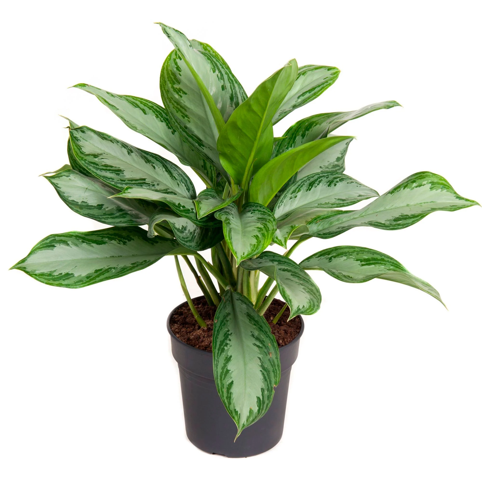 Aglaonema 'Silver Bay' gris-vert - Image 4