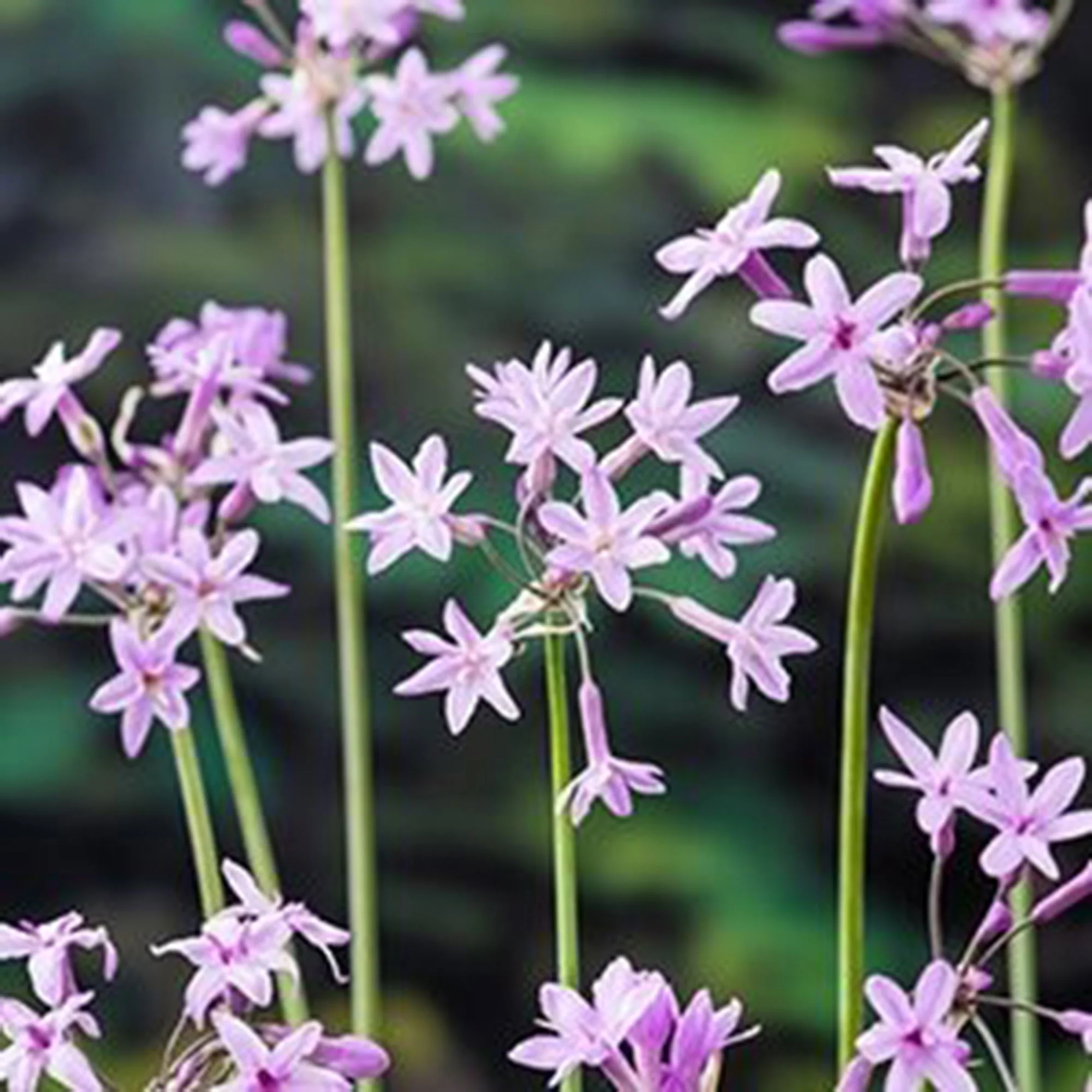 Ail d'Afrique du Sud Thulbachia violance violet - Plante des marais, Plante de berge