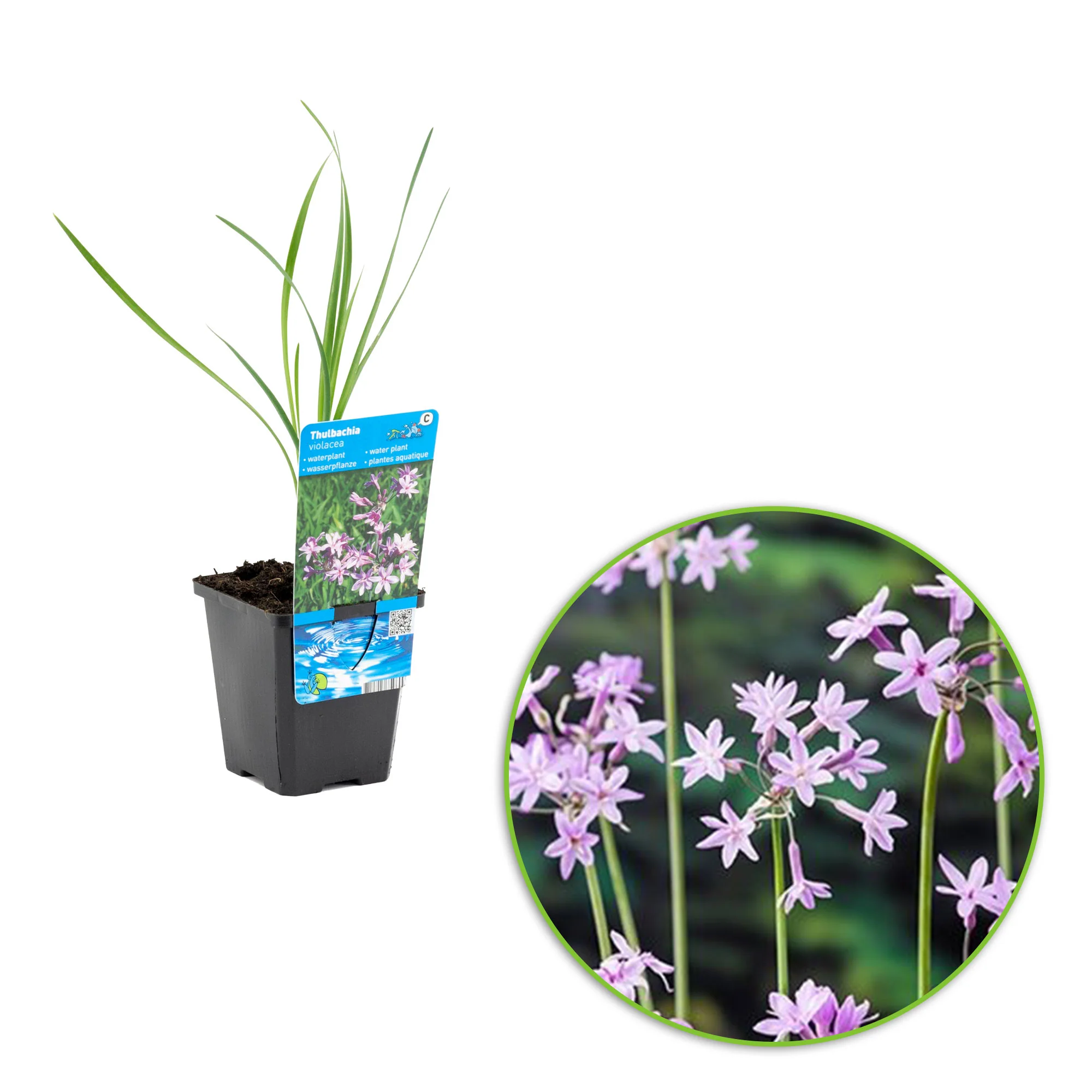 Ail d'Afrique du Sud Thulbachia violance violet - Plante des marais, Plante de berge - Image 3