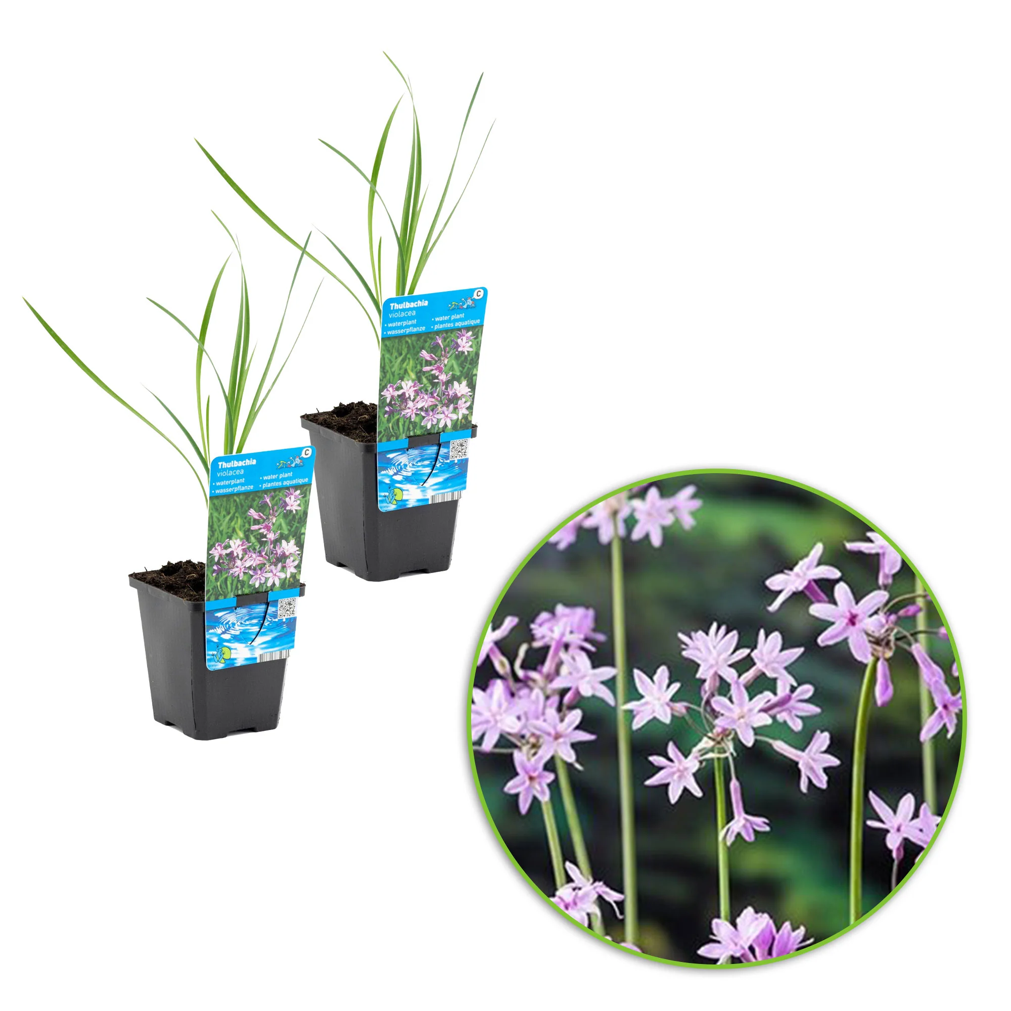 Ail d'Afrique du Sud Thulbachia violance violet - Plante des marais, Plante de berge - Image 4
