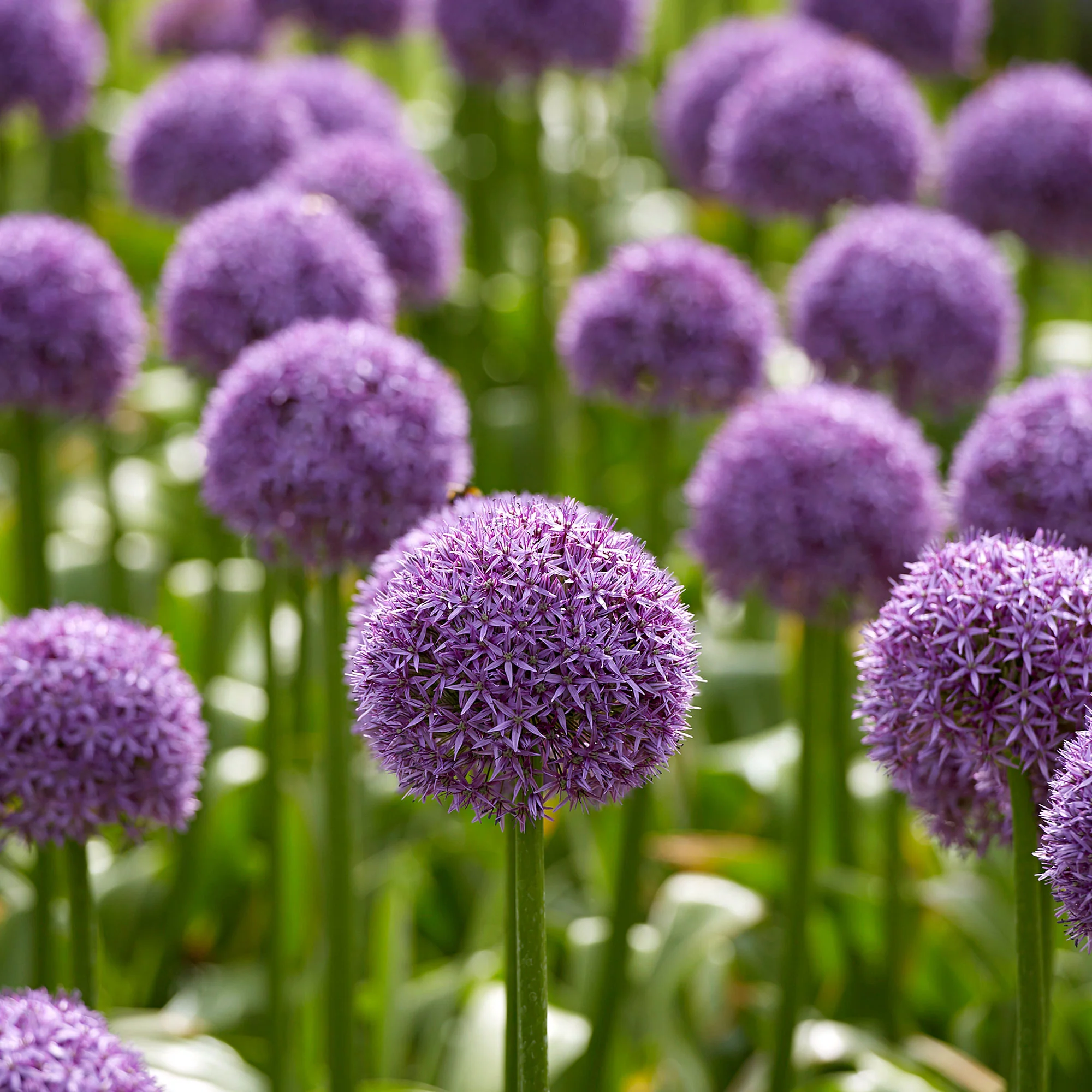 Allium Allium 'Globemaster' violet - Image 2
