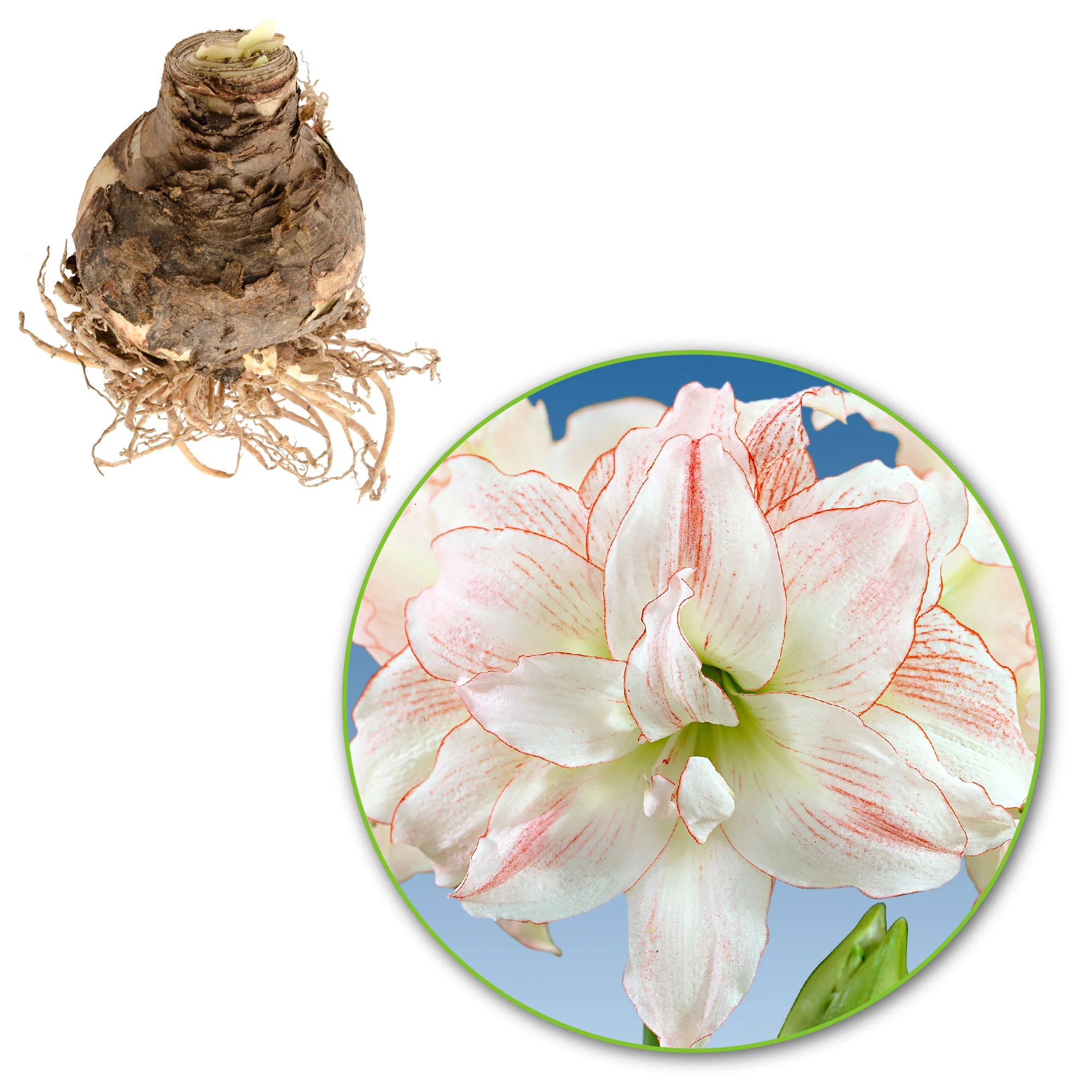 Amaryllis 'Aphrodite' rose-blanc - Image 3