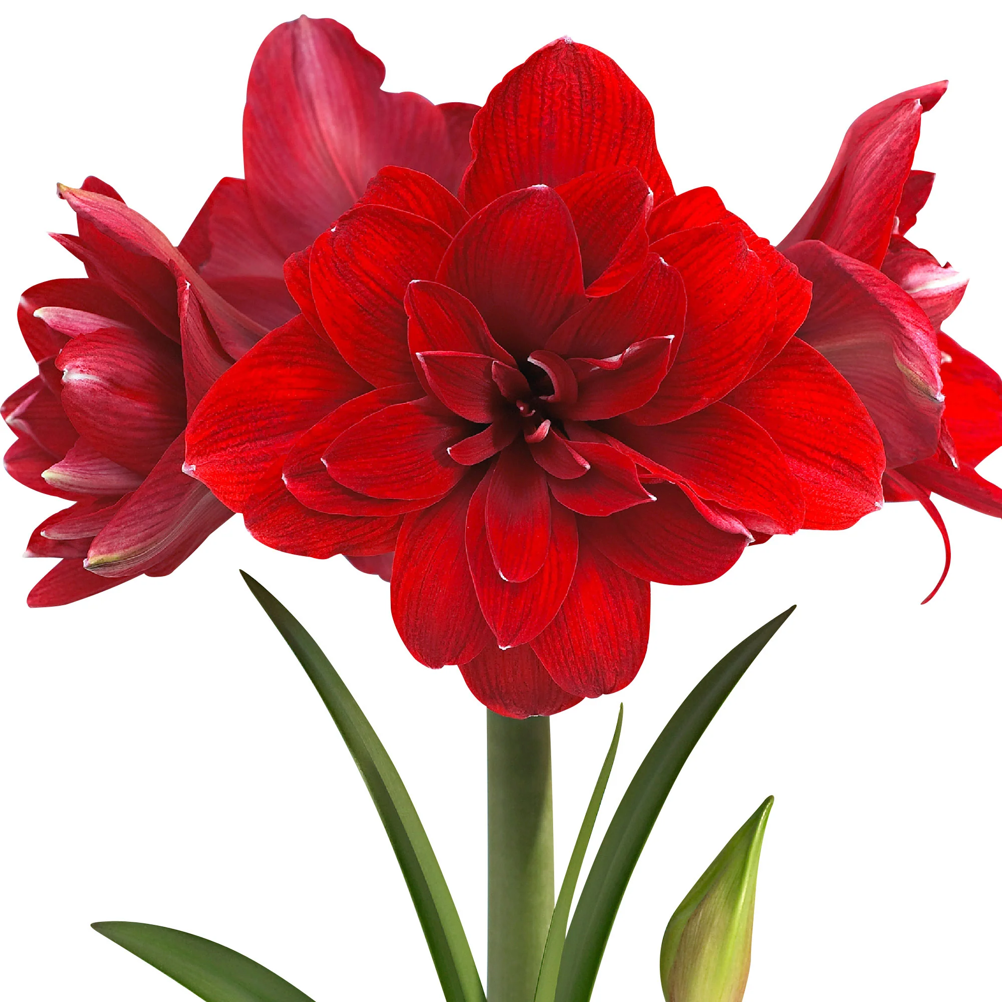 Amaryllis 'Double Dragon' rouge - Image 2