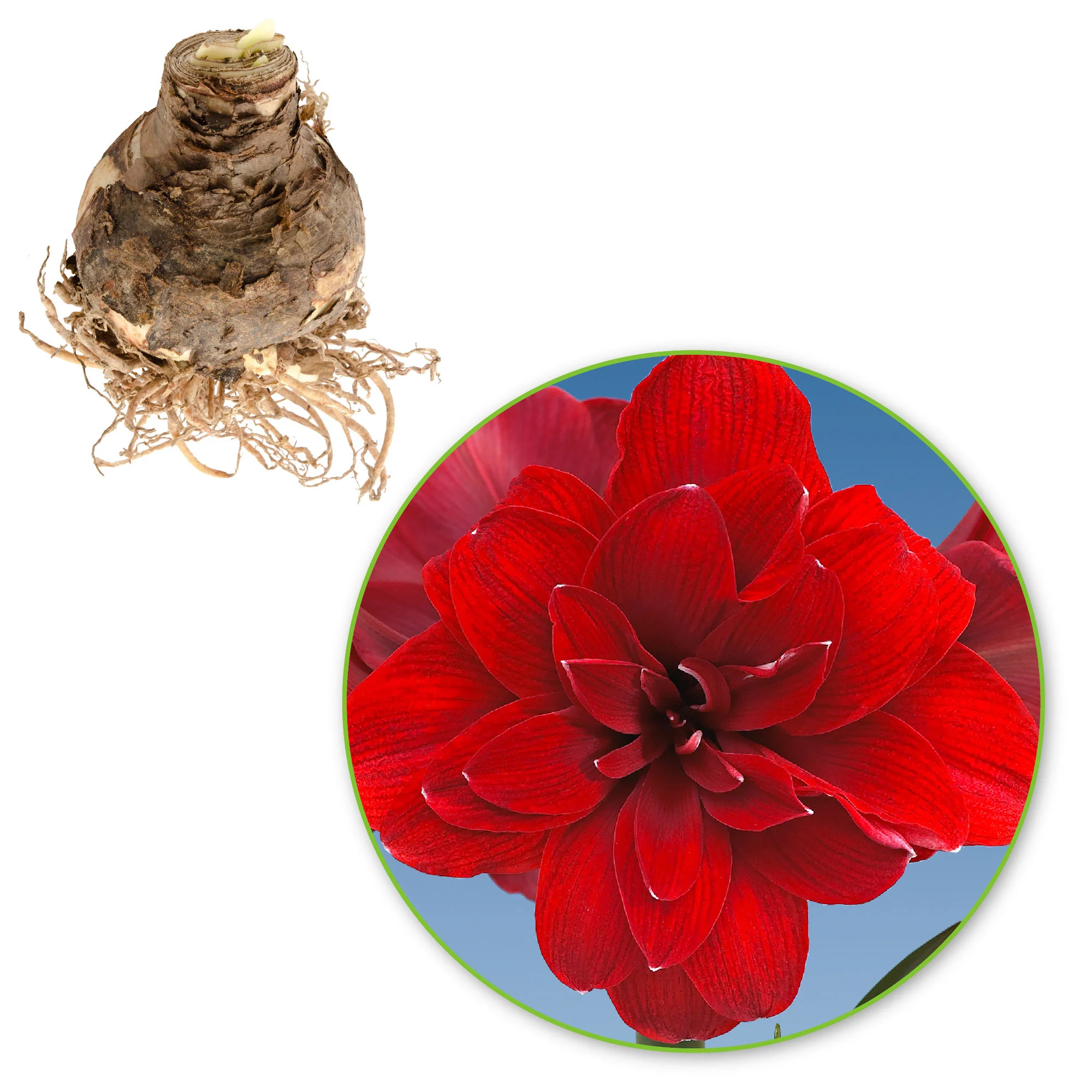 Amaryllis 'Double Dragon' rouge - Image 3