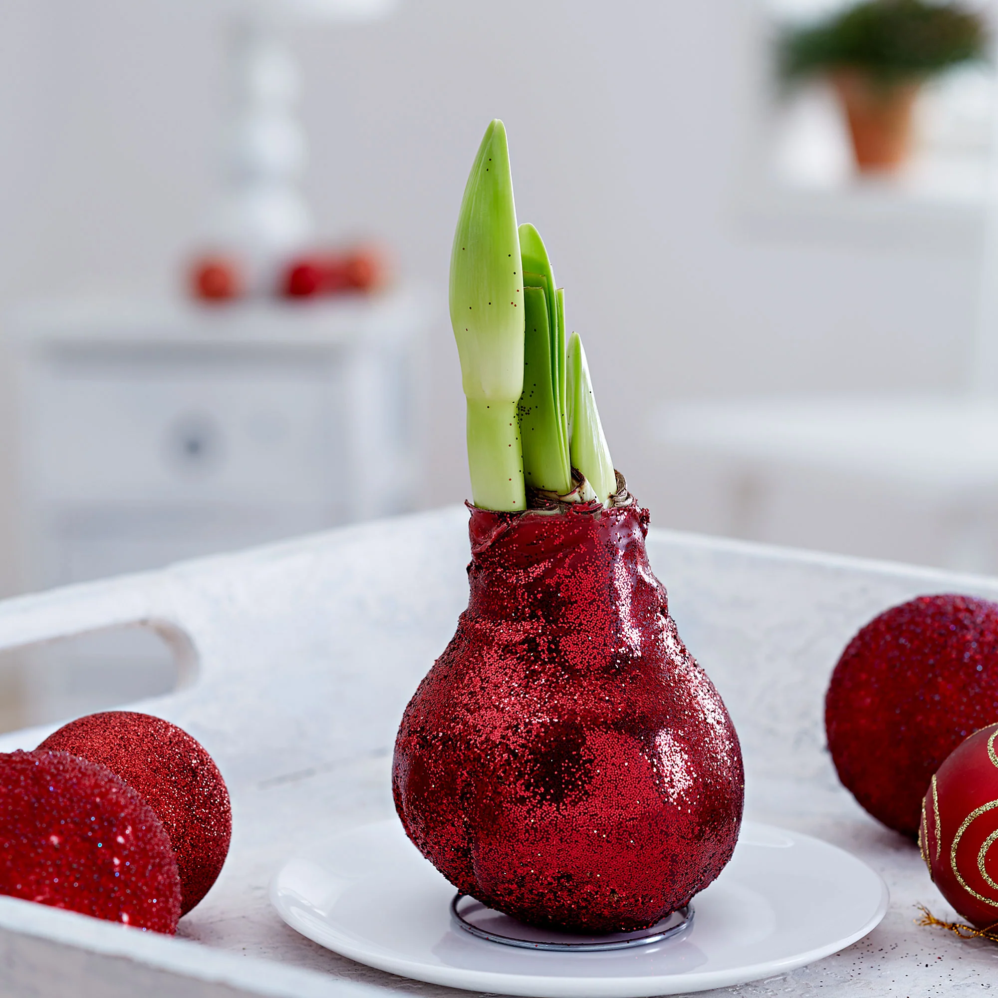 Amaryllis 'Glitterz' Rouge - Image 2