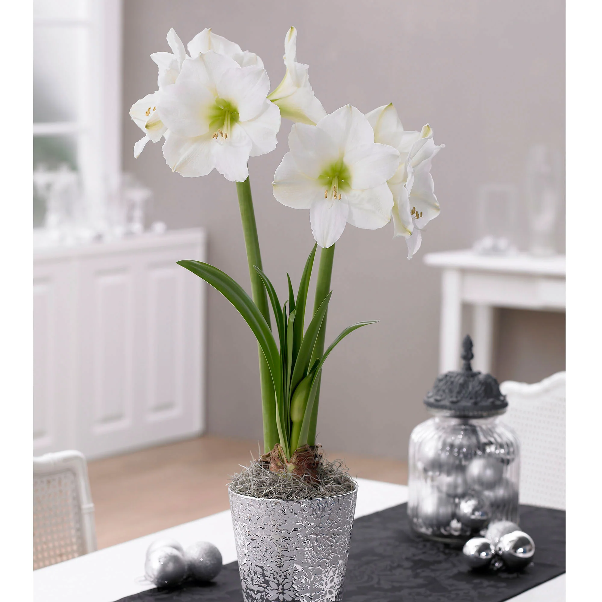 Amaryllis Hippeastrum blanc - Image 3