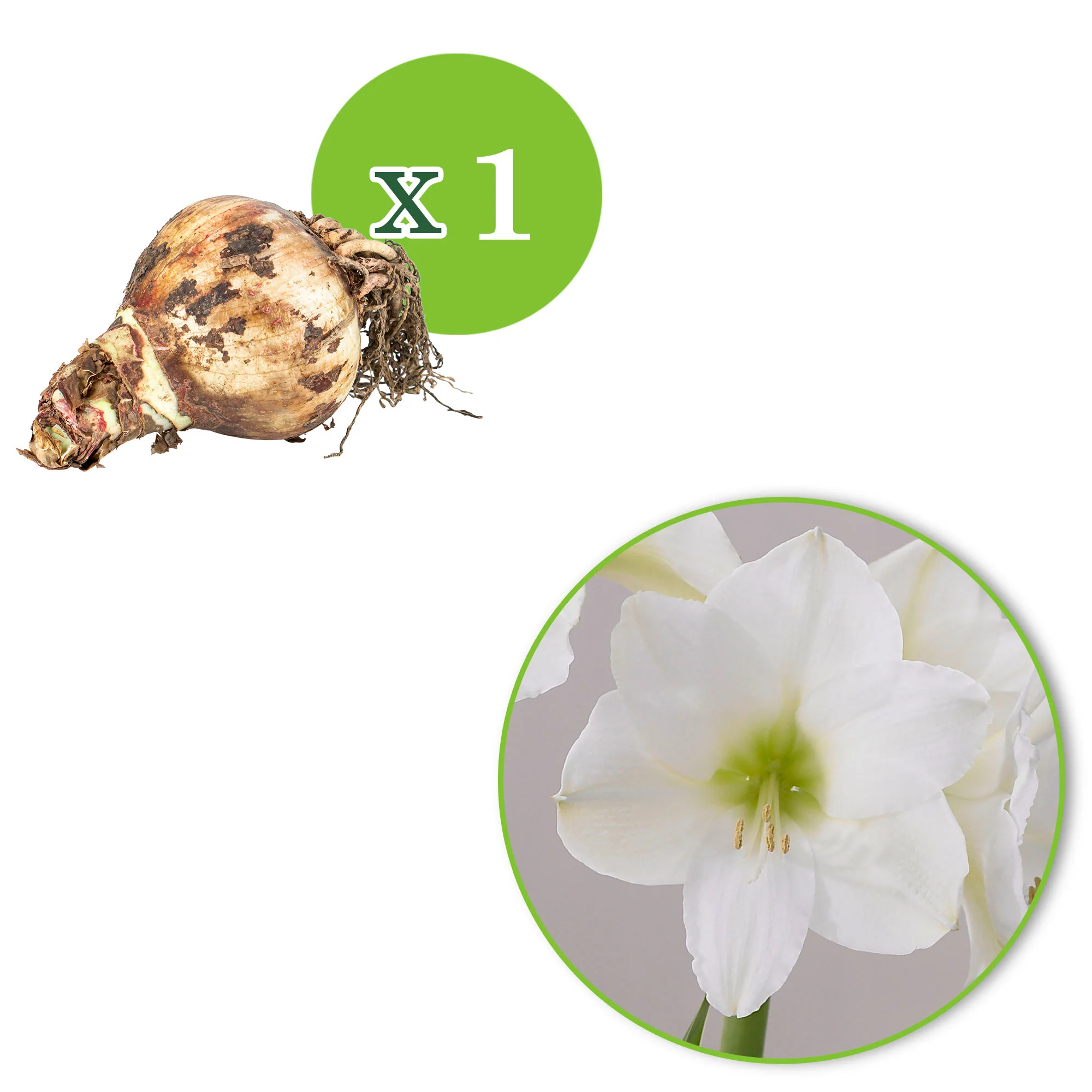 Amaryllis Hippeastrum 'Christmas Gift' blanc - Image 3
