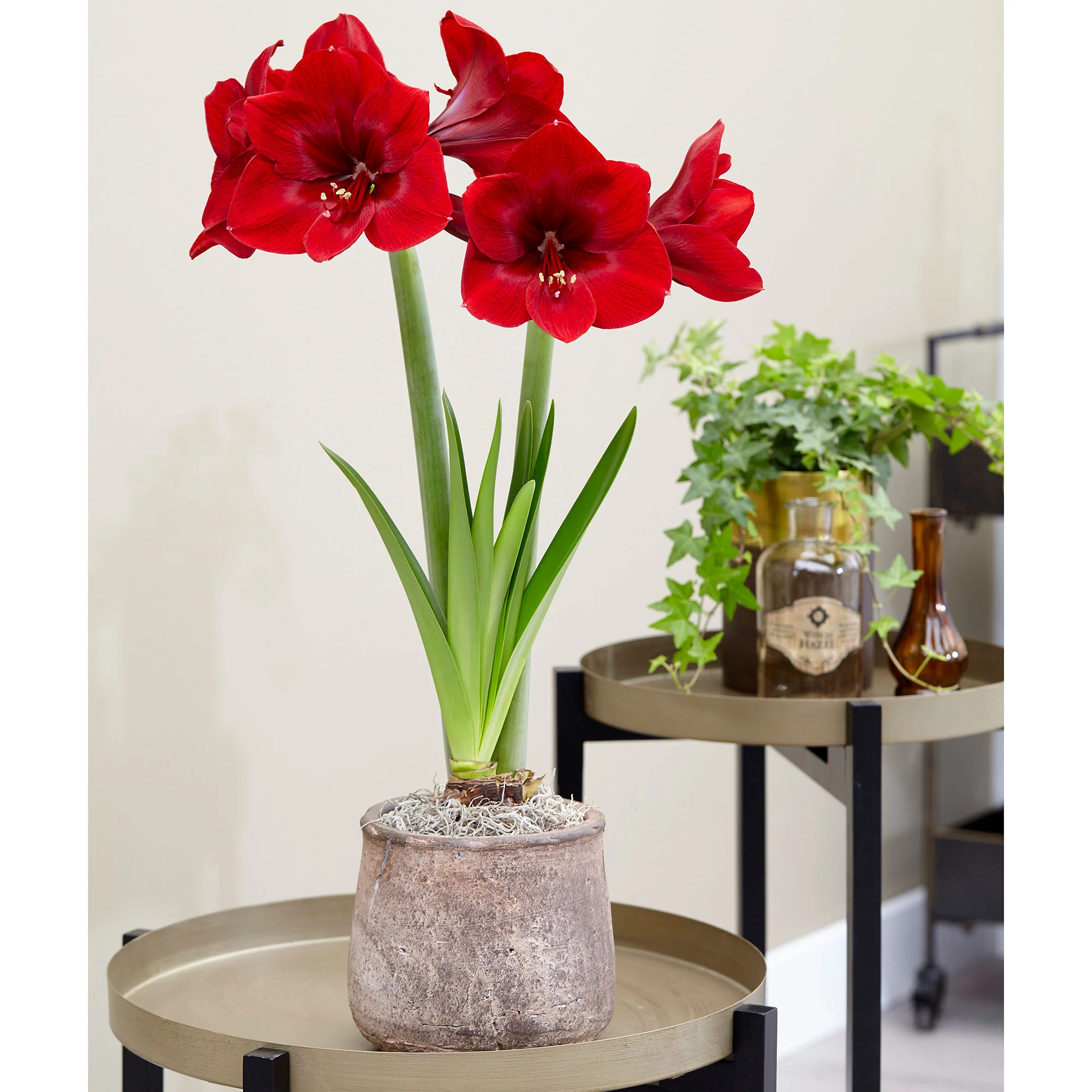 Amaryllis 'Premiere' rouge - Image 2